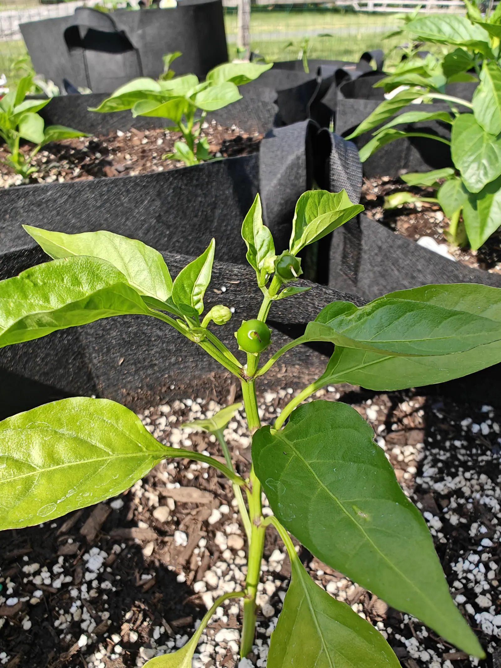 A young pepper plant with one round green fruit at the fork of its stem, rising from red-orange bark mulch and white grit between black fabric grow bags, a split-rail fence and grass beyond.