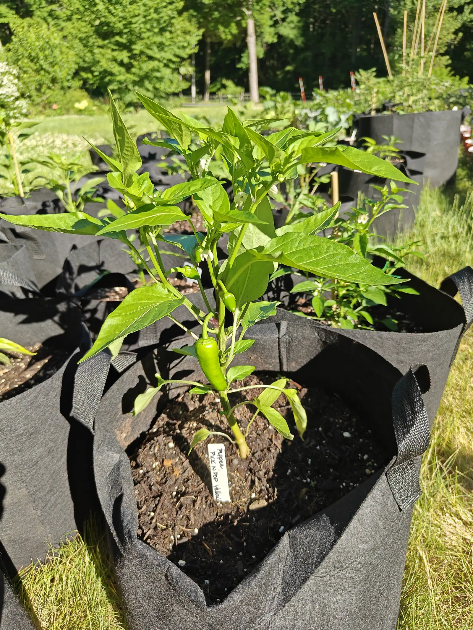 A pepper plant in a large black fabric grow bag with a single slim green chilli hanging at its centre, a handwritten label pushed into the dark soil, ranks of bags and woodland behind.