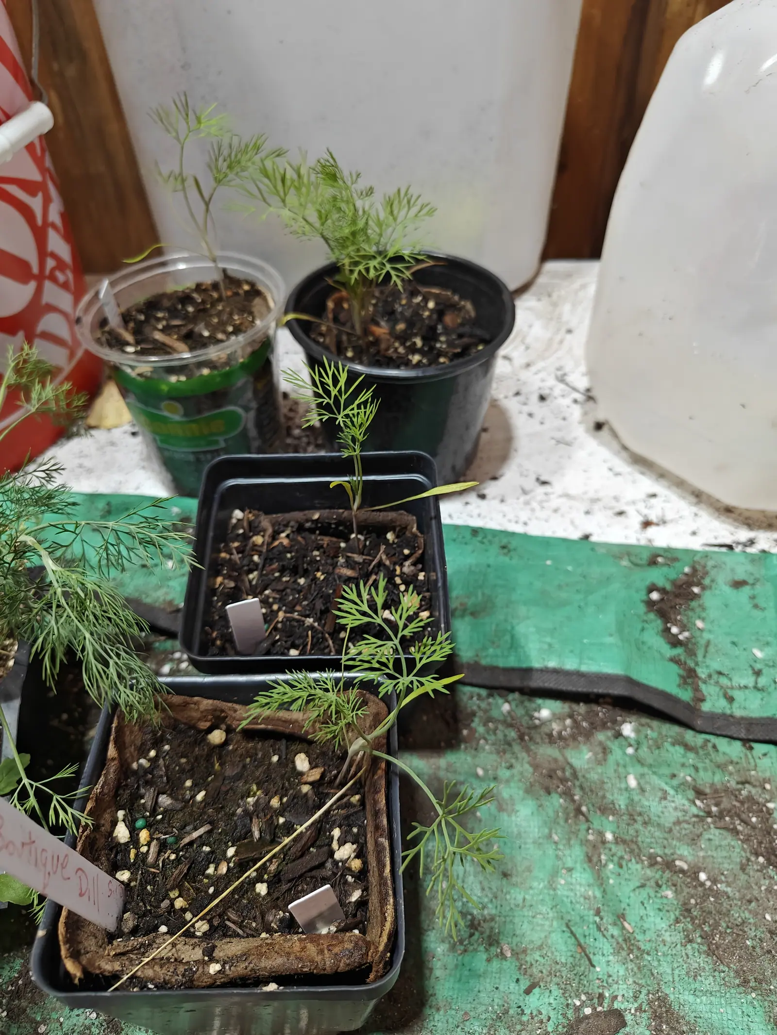 Dill seedlings arching their feathery foliage out of a clear plastic cup and three black nursery pots on a green mat, white plastic jugs and a bare timber wall behind.