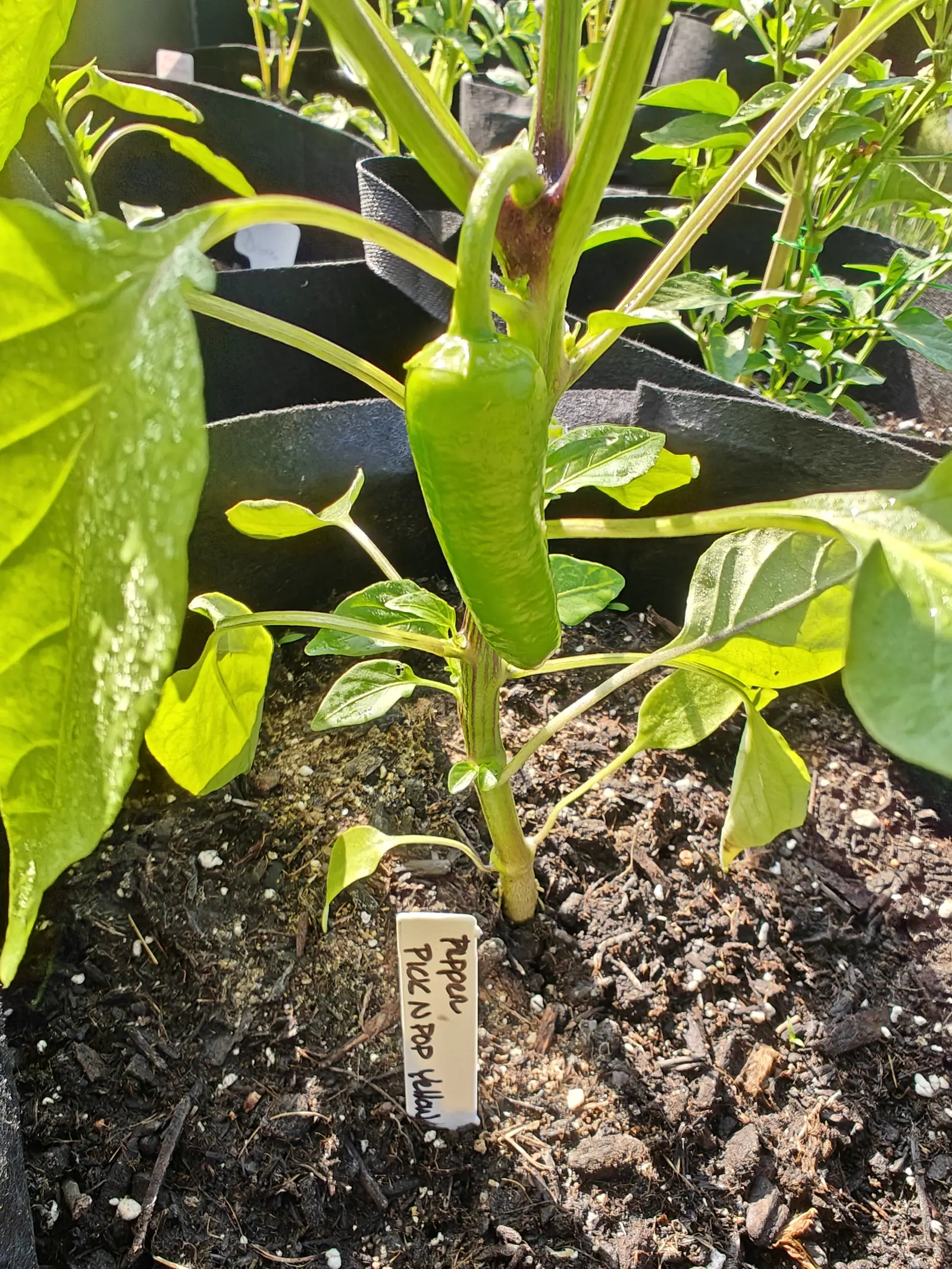 A long ribbed green pepper hanging at the centre of its plant, backlit leaves around it, a handwritten label stuck in the dark soil below.