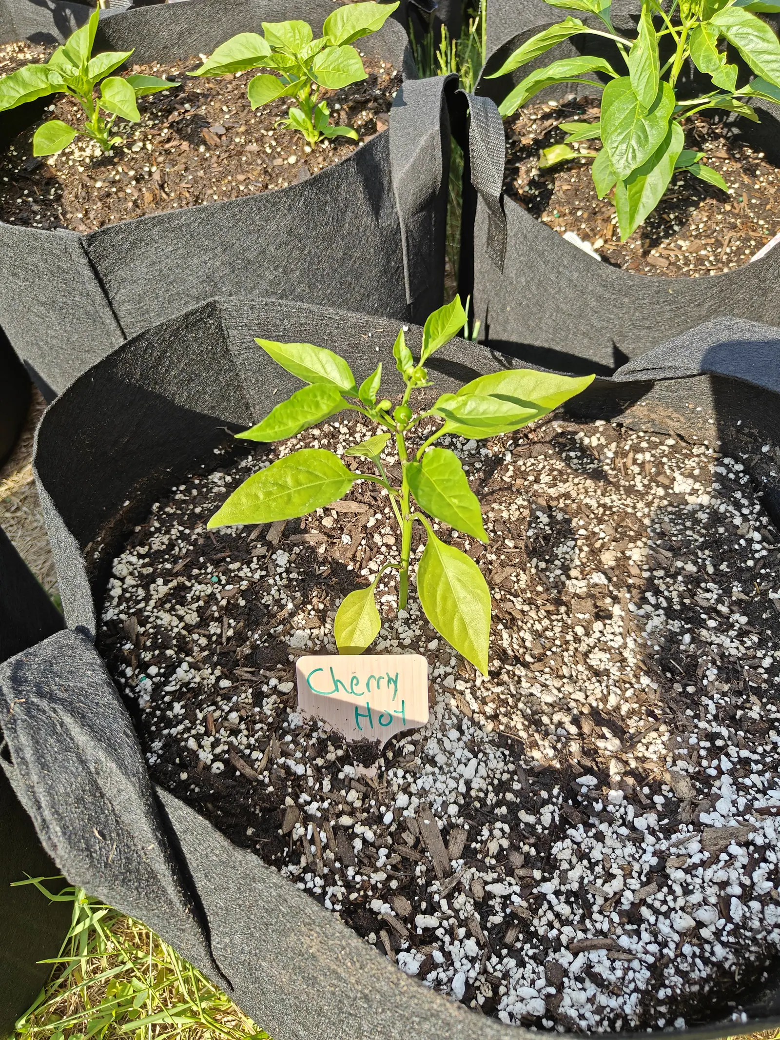 A young pepper plant in a black fabric grow bag of dark compost heavily flecked with white perlite, a small label in green ink beside it and more pepper bags behind.