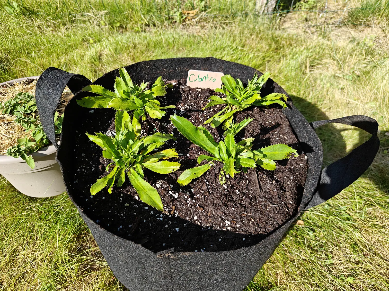 Several culantro rosettes of long serrated leaves spaced across the dark soil of a black fabric grow bag standing on rough grass, a handwritten label at the back rim.
