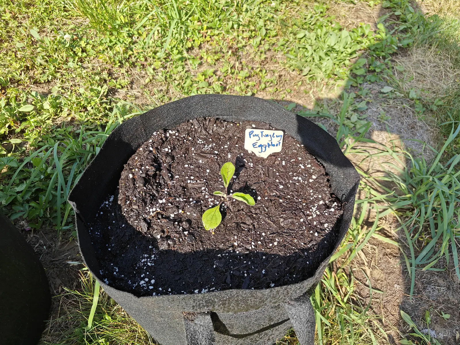 A single seedling with four rounded leaves at the centre of a wide black fabric grow bag of dark compost, a blue and white label beside it, grass all around.