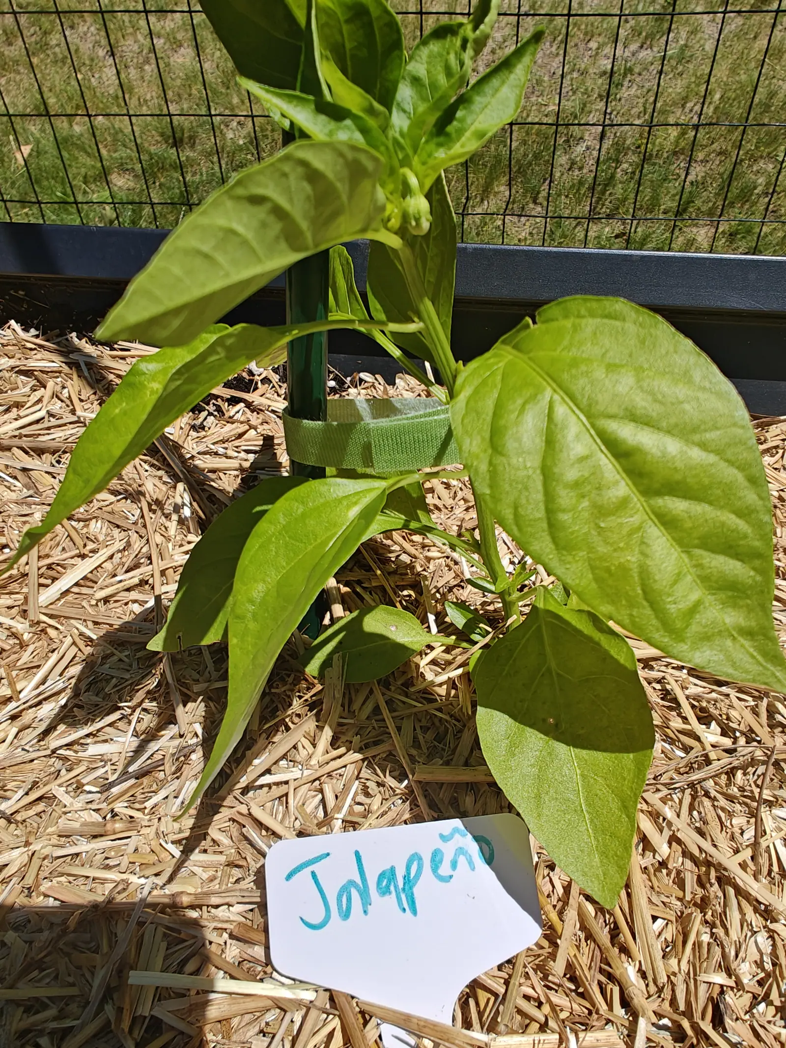 A pepper plant with broad glossy leaves tied to a green metal stake with a velcro strap, straw mulch below, wire and split-rail fencing behind and a handwritten label in the straw.