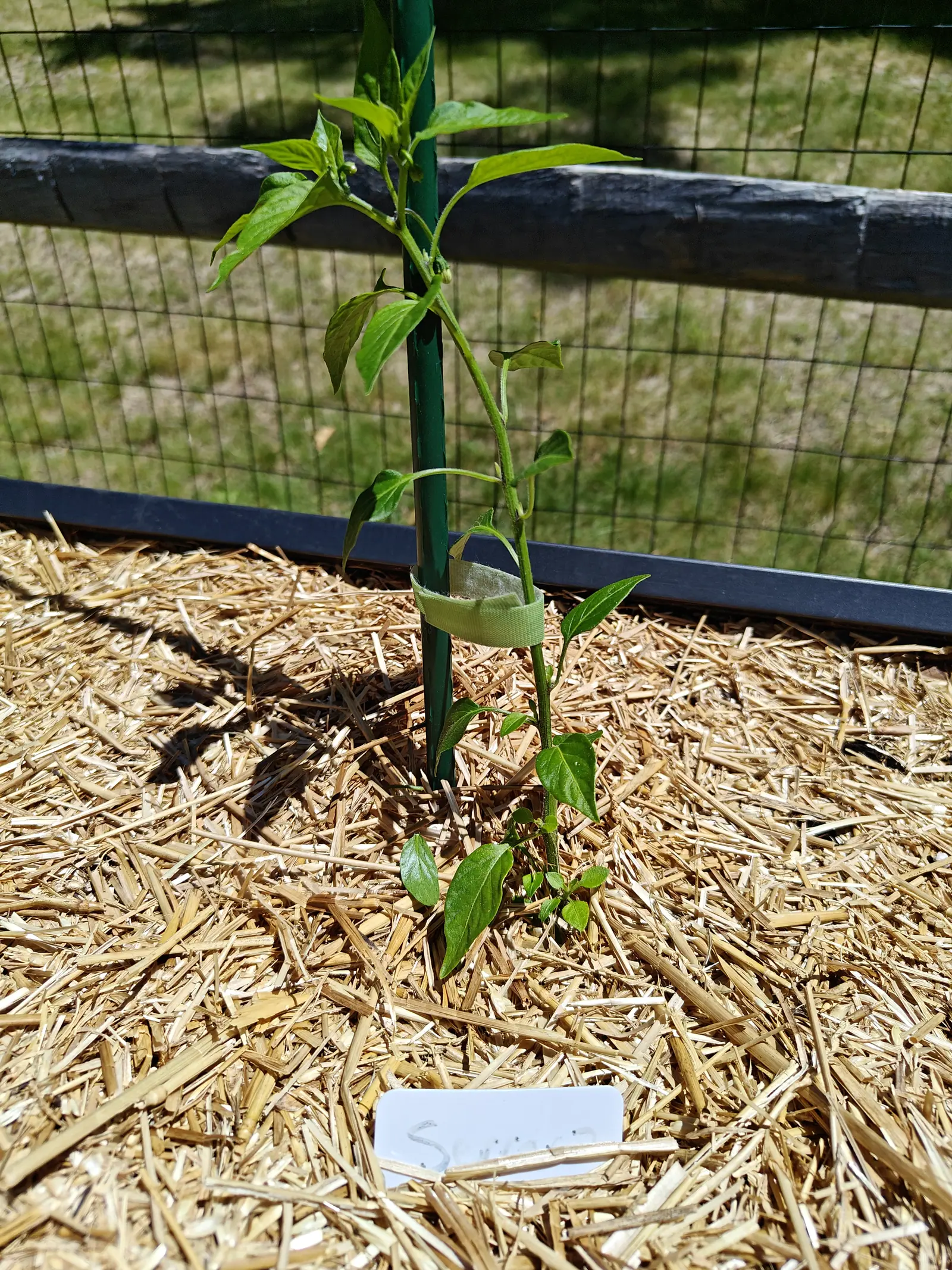 A slim young pepper plant tied to a green metal stake with green tape, its few leaves catching hard sun over straw mulch, with black wire mesh, a split-rail fence and mown grass behind.