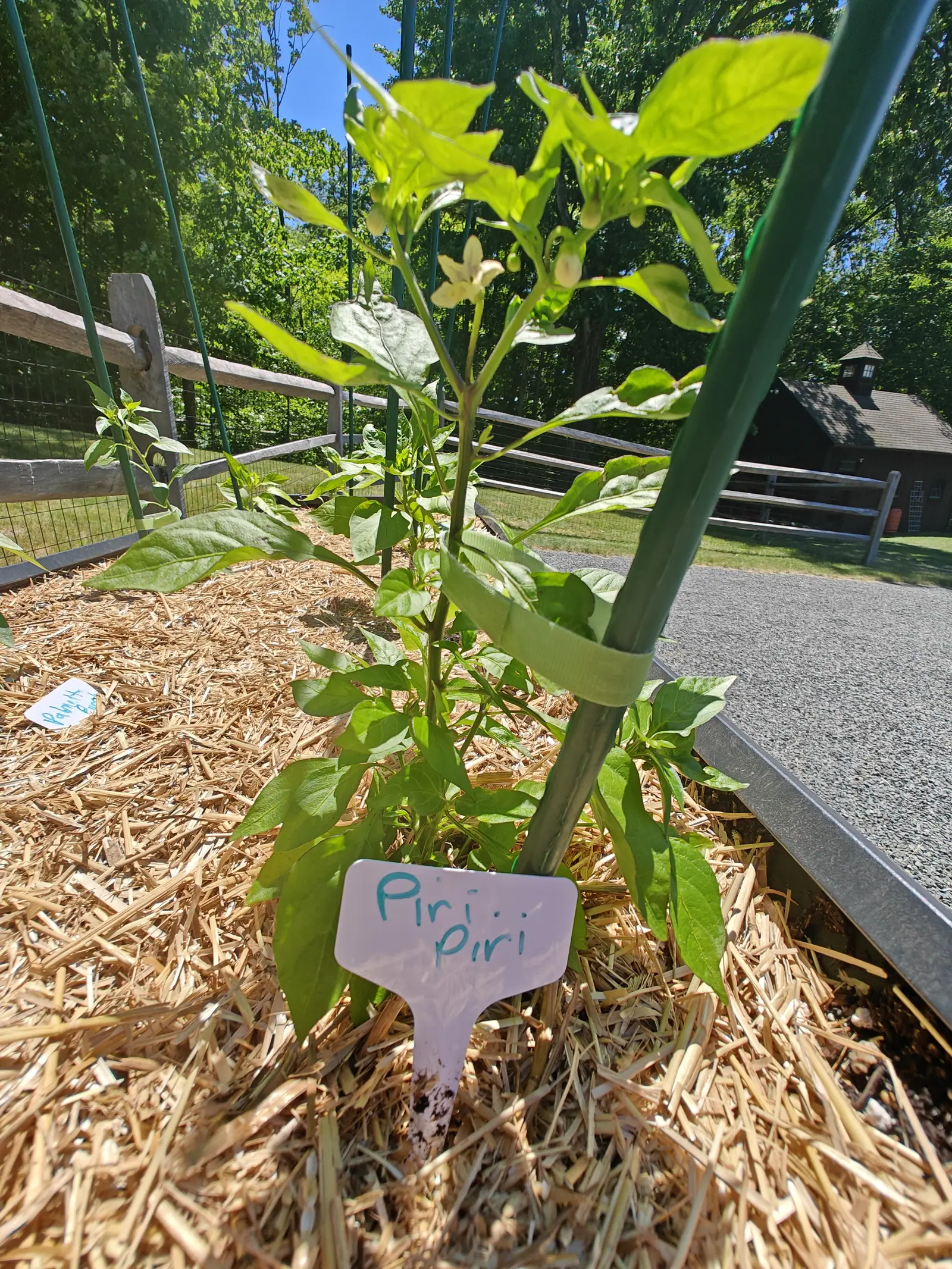 A pepper plant staked to a green metal post above straw mulch, a label handwritten in blue below it, with split-rail fencing, a gravel drive and a dark outbuilding beyond.