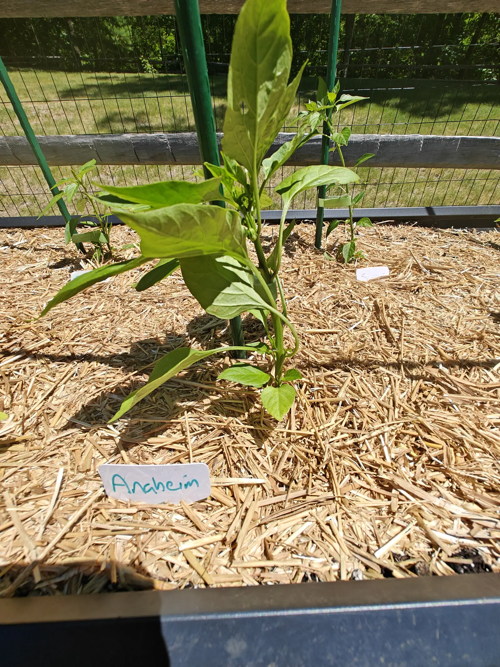 A pepper plant with broad green leaves and tight buds at its tip beside a green metal stake, straw mulch below and a handwritten label, wire and split-rail fencing behind.
