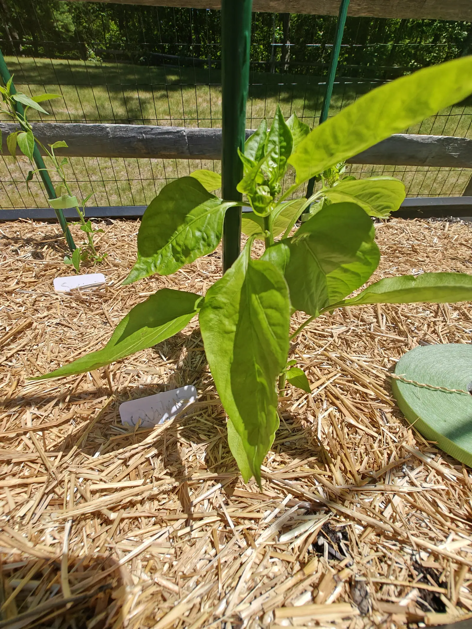 A pepper plant with large drooping leaves and crinkled new growth around a green metal stake, straw mulch below scattered with handwritten white labels, a split-rail fence and wire mesh behind.