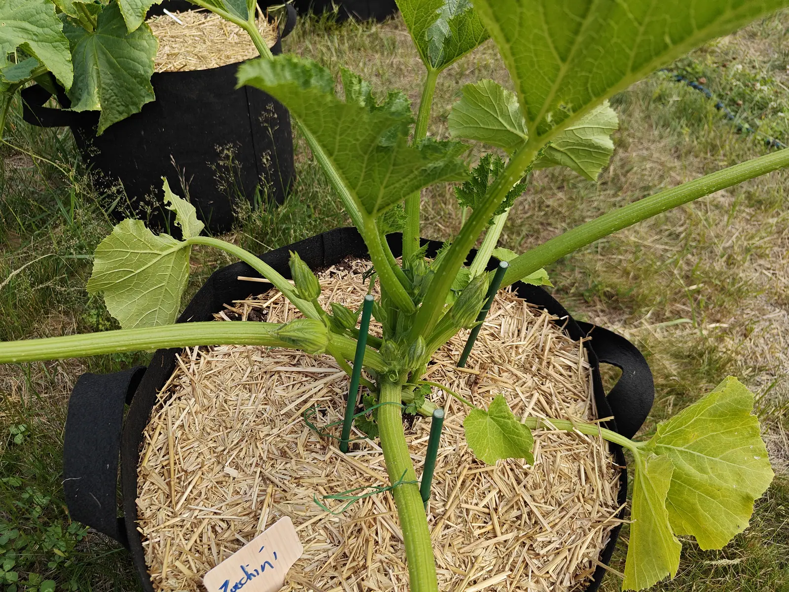 A zucchini plant in a straw-mulched black fabric grow bag, thick pale ribbed stems radiating from a crown holding one small fruit, a handwritten label at the near rim and another bag behind.