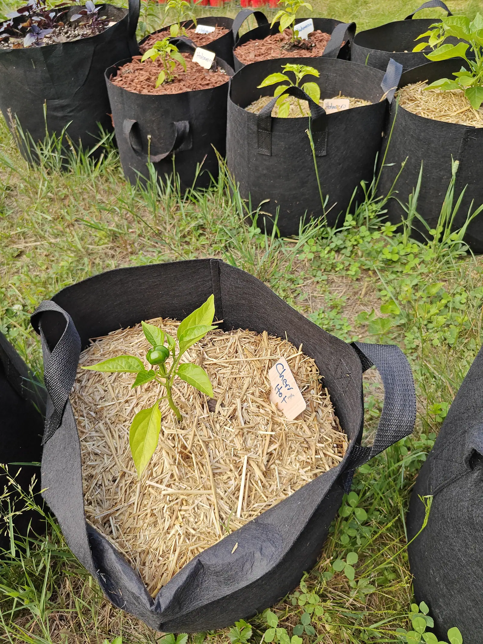 A pepper seedling in a straw-mulched black fabric grow bag with a small handwritten label, set on rough grass before a rank of bags mulched with red-orange bark holding more peppers.