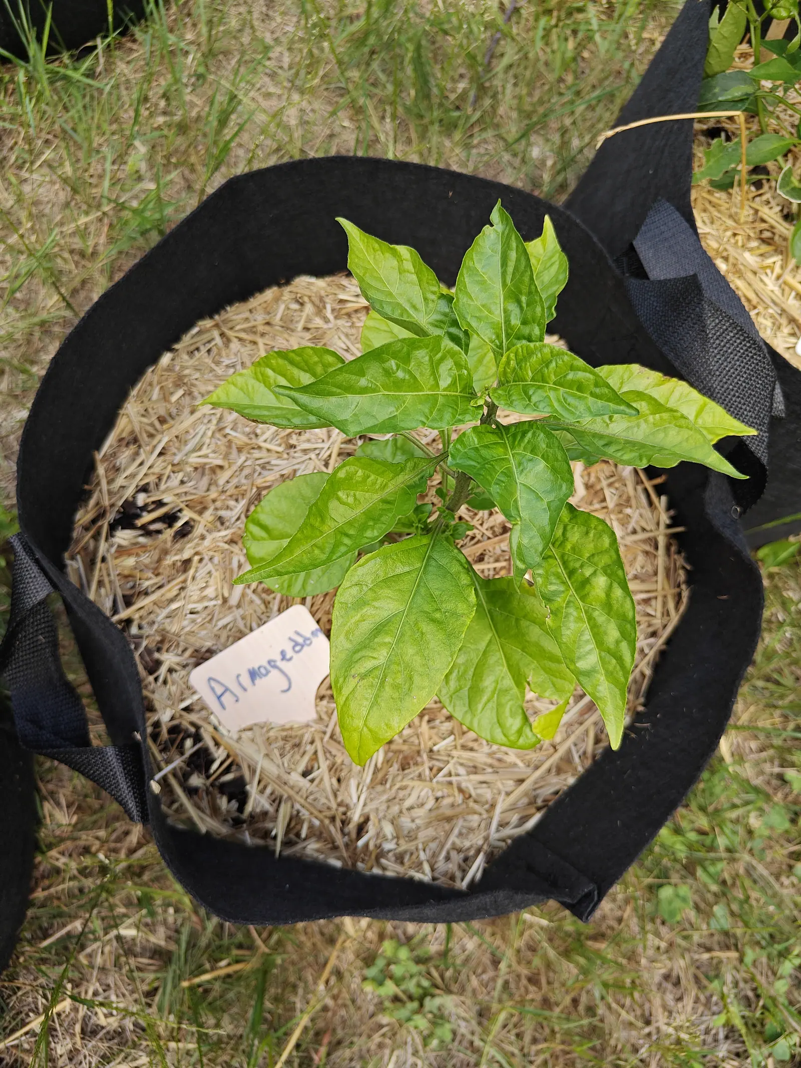 A young pepper plant seen straight down in a straw-mulched black fabric grow bag, its glossy pointed leaves splayed flat, a handwritten label tucked into the straw.