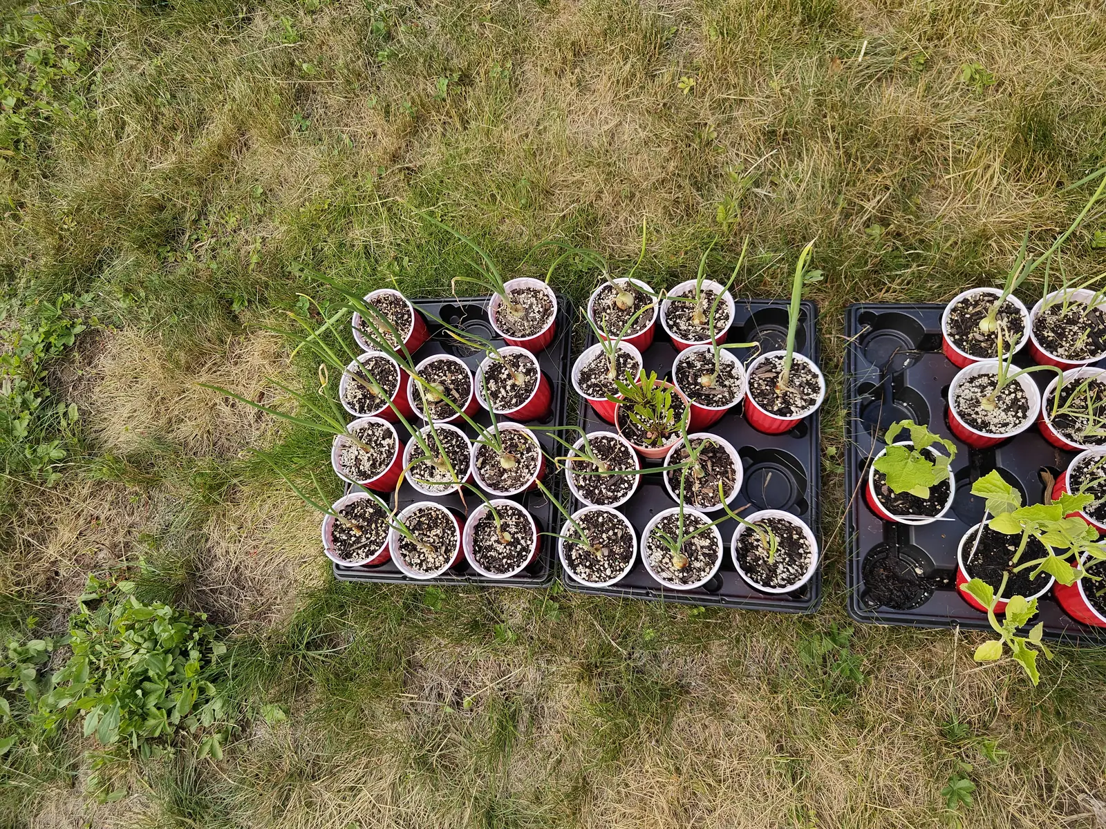 Three black nursery trays on dry grass holding rows of red and white plastic pots, each with a pale shallot bulb and slim green leaves in perlite-flecked mix, cucurbit seedlings in the tray at right.