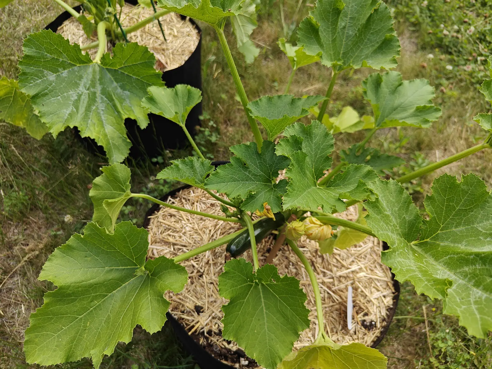 Zucchini plants in black fabric grow bags mulched with straw, their big lobed leaves mottled pale, a small dark fruit and a yellowing flower at the crown of the nearest, dry grass beyond.