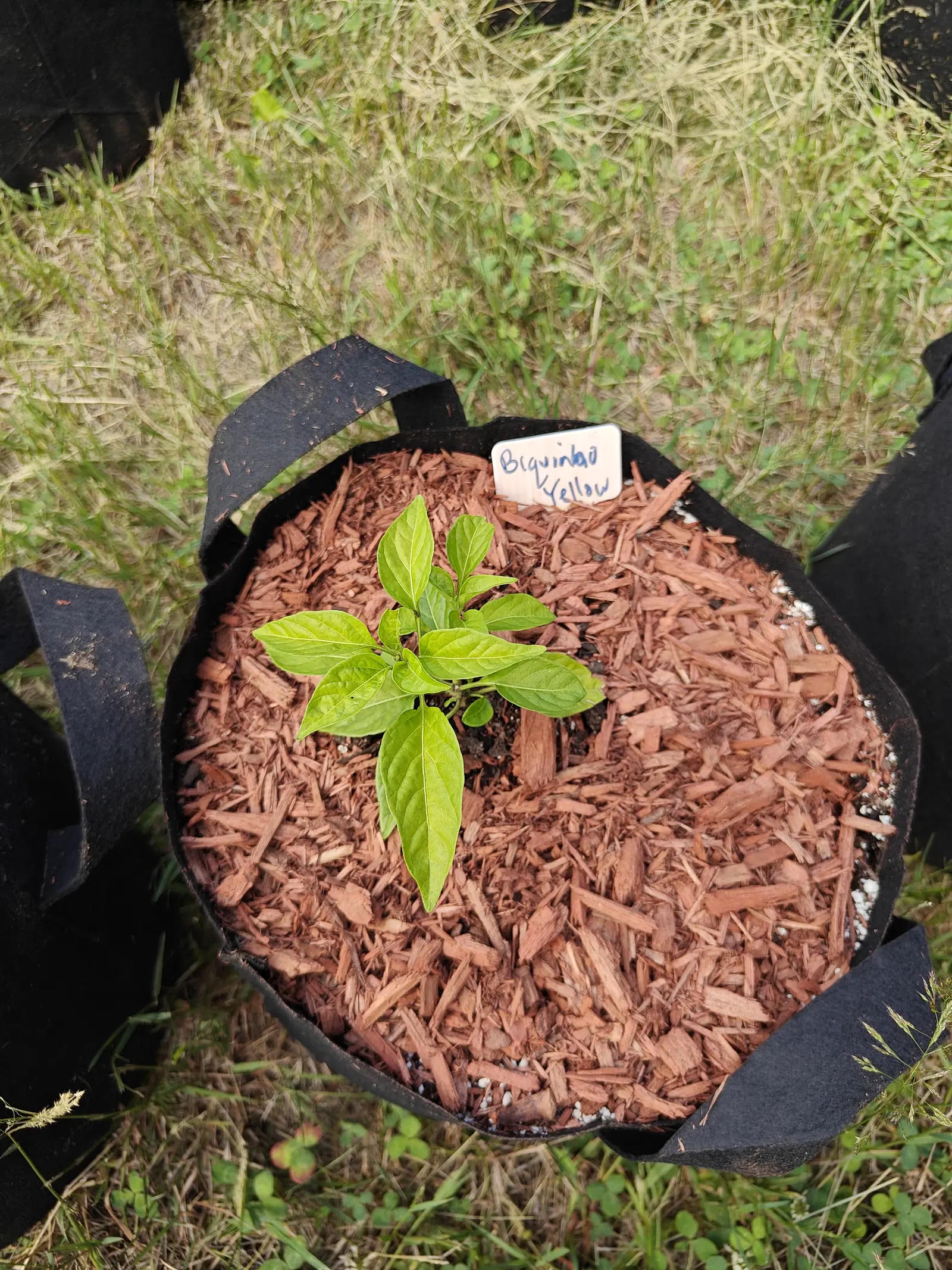 A small pepper seedling with a handful of glossy leaves in a black fabric grow bag mulched with red-orange bark chips, a handwritten label behind it, grass around.