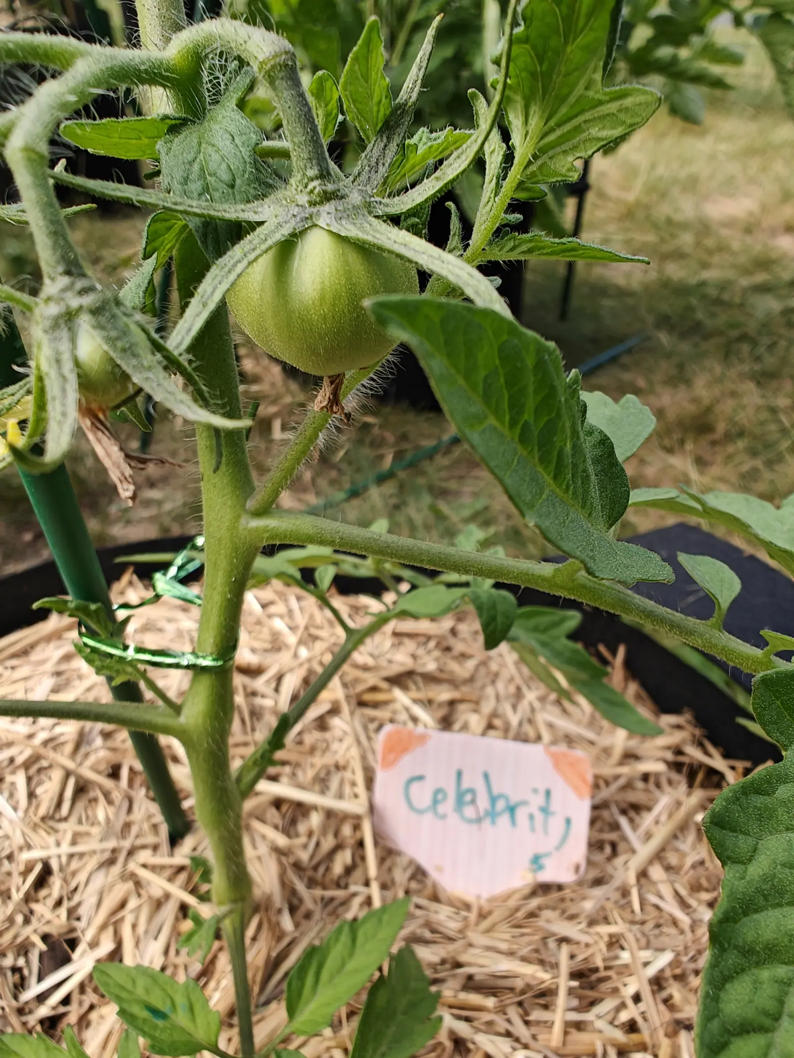 A ribbed green tomato hanging from a hairy stem with foliage above it, the stem tied to a green stake with green twine over straw mulch, a handwritten label below.