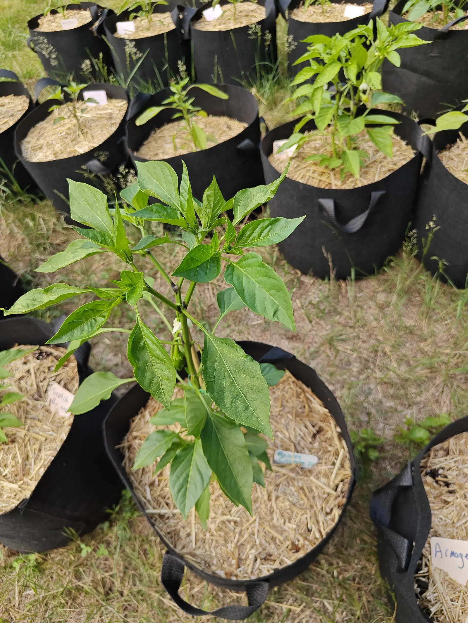 A pepper plant in flower in a straw-mulched black fabric grow bag, small white buds along its stems, with rows of similar bags and their handwritten labels receding into rough grass behind.