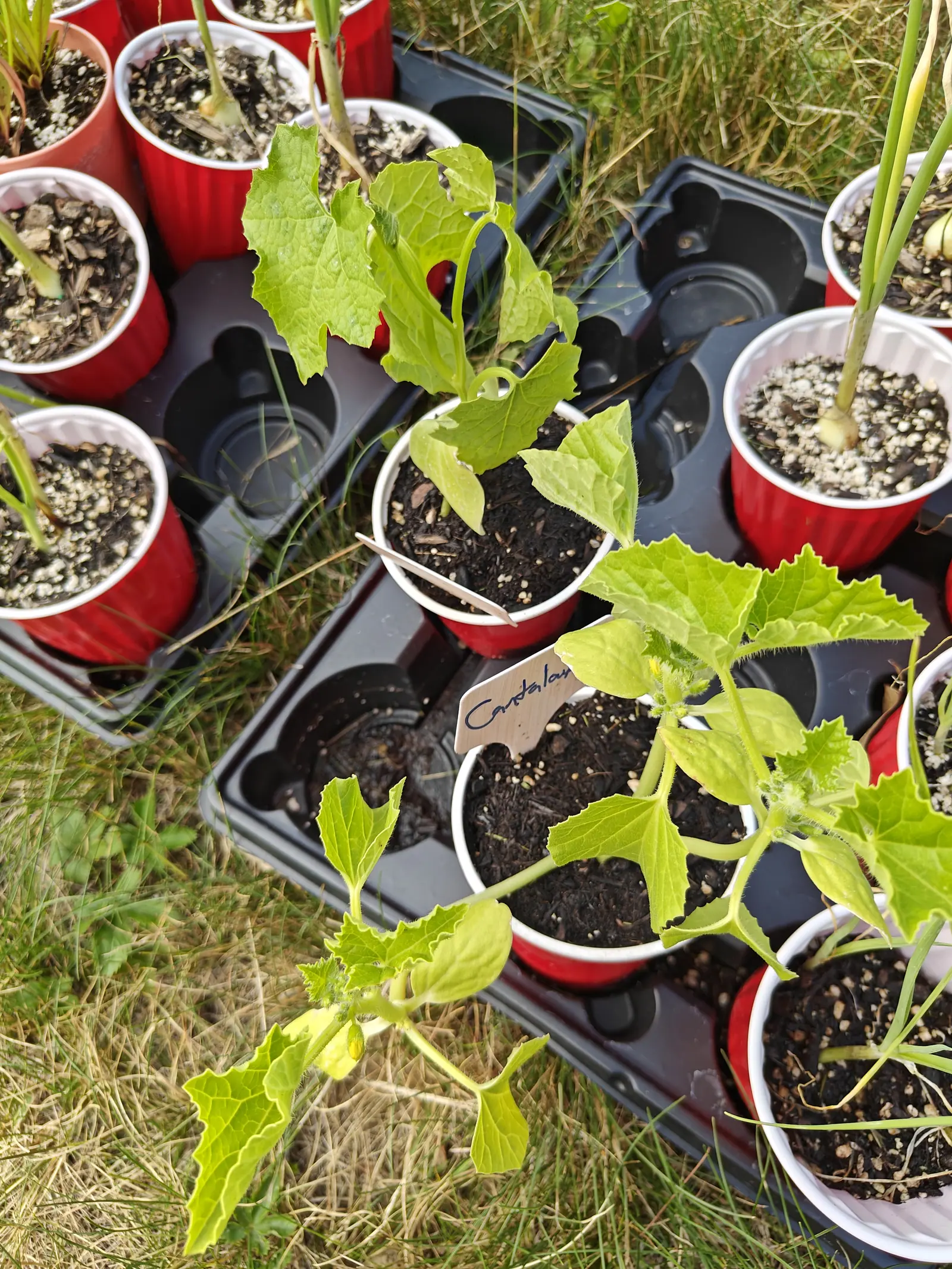 Melon seedlings with rough lobed leaves in white and red plastic cups set in black nursery trays on grass, a handwritten label among them and onion tops in the pots behind.