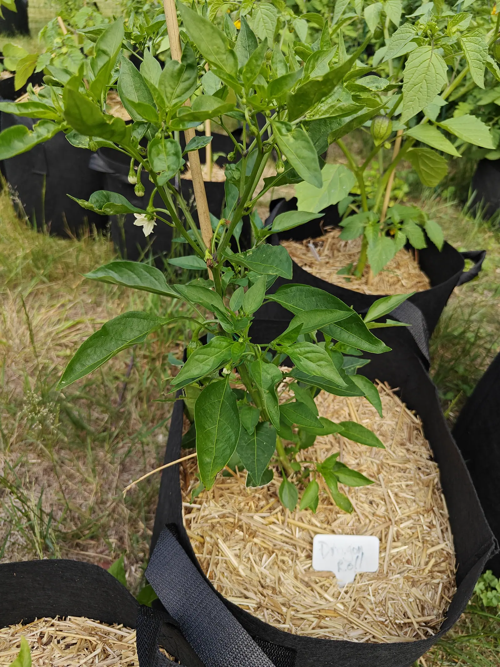 A pepper plant in white flower staked to a bamboo cane in a straw-mulched black fabric grow bag, a handwritten label in the straw, more bags and rough grass behind.