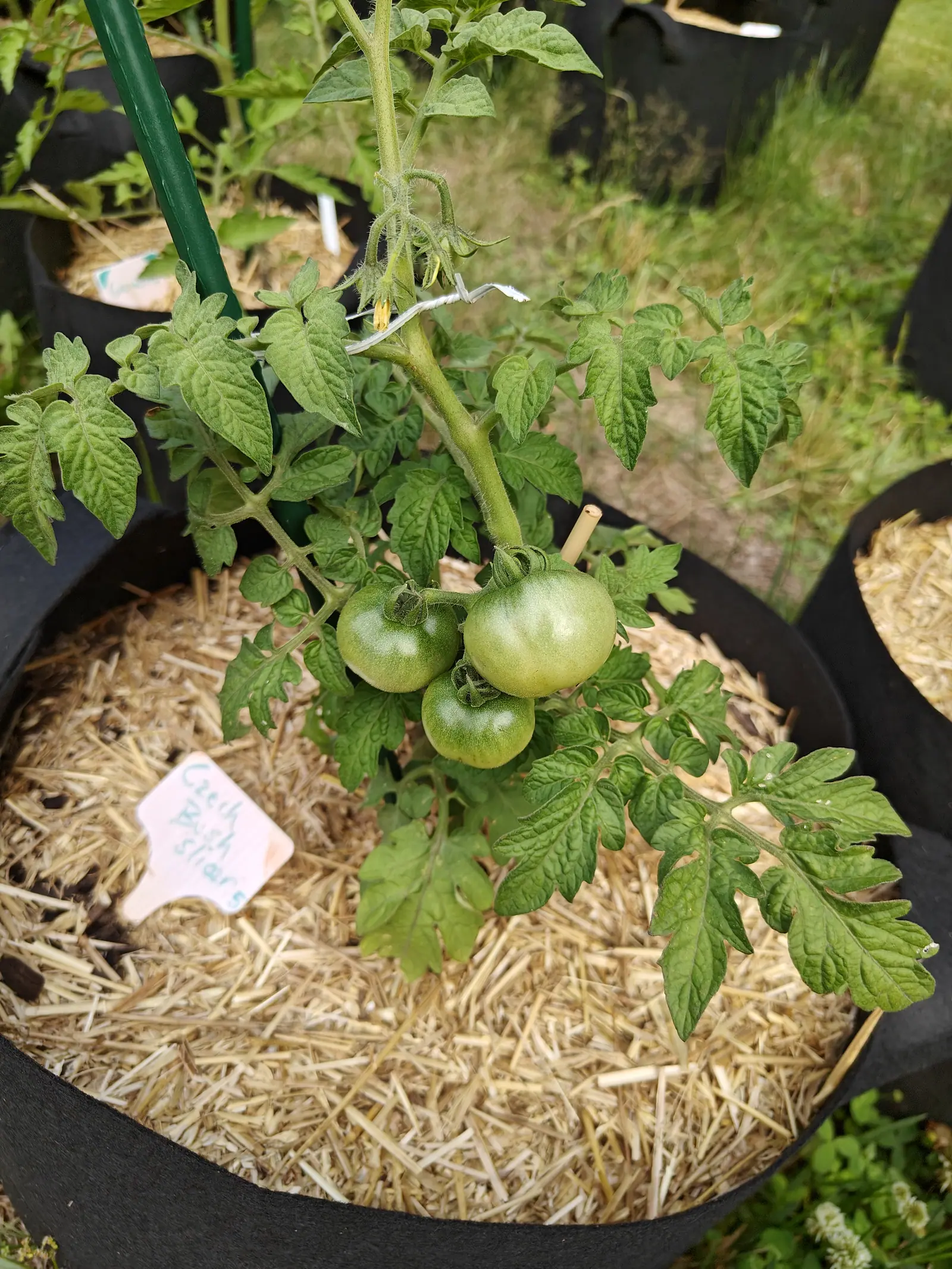 Three green tomatoes clustered on one truss below a green metal stake, the plant set in a straw-mulched black fabric grow bag with a handwritten label at the left rim and grass beyond.