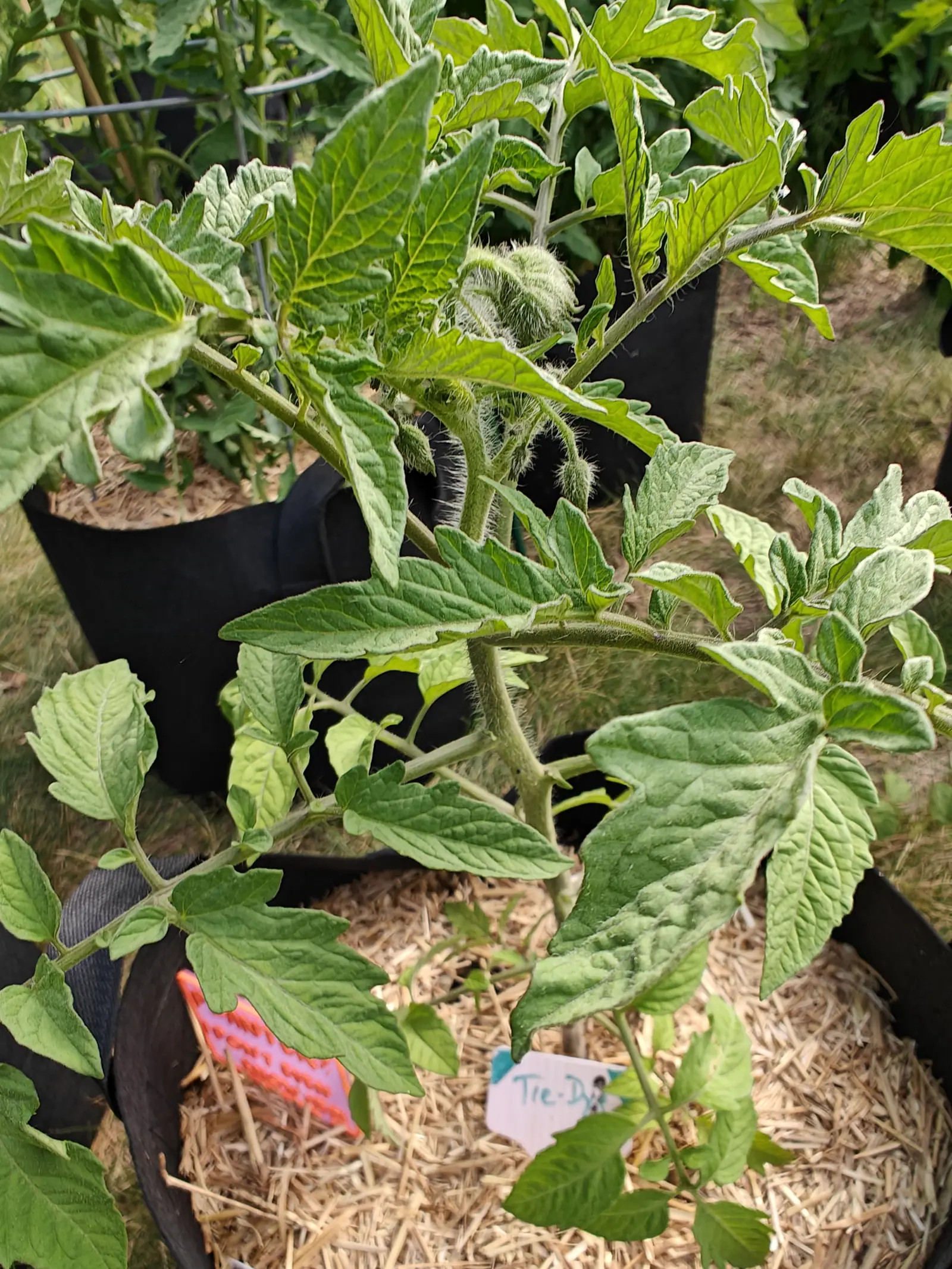 A tomato plant with pale, softly hairy foliage and thick bristled stems in a black fabric grow bag, straw mulch below, a handwritten label and a second pink label beside it.