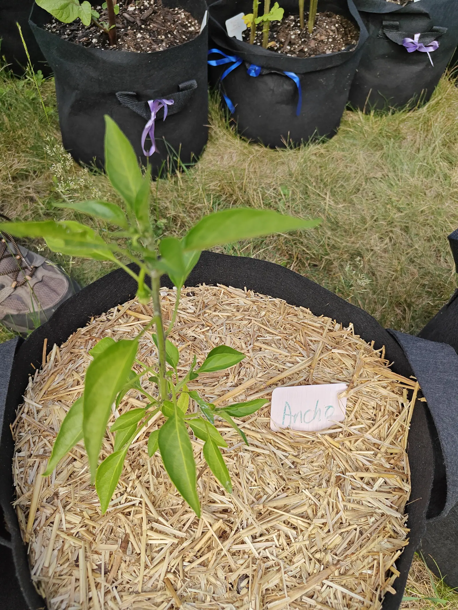 A young pepper plant in a straw-mulched black fabric grow bag, a handwritten label beside it, with purple and blue ribbons tied to the handles of the bags behind.