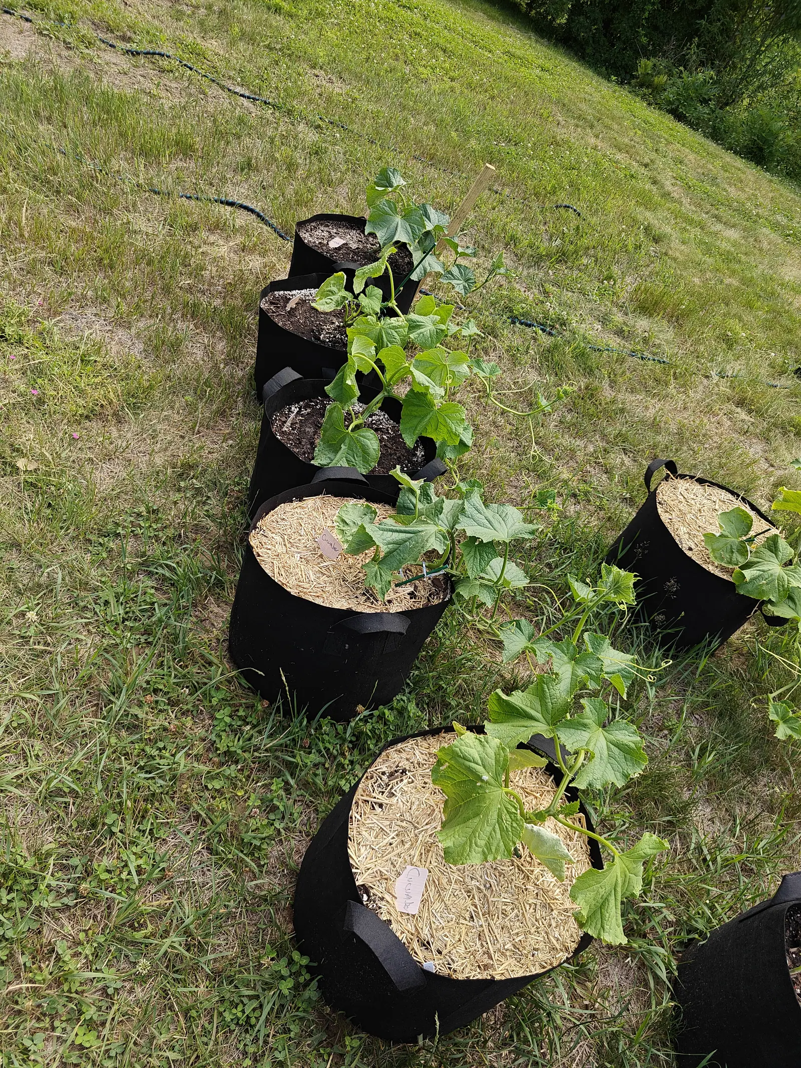 A line of black fabric grow bags down a grassy slope, cucumber plants trailing lobed leaves over their sides, straw mulch in some and bare dark compost in others, a hose running past.