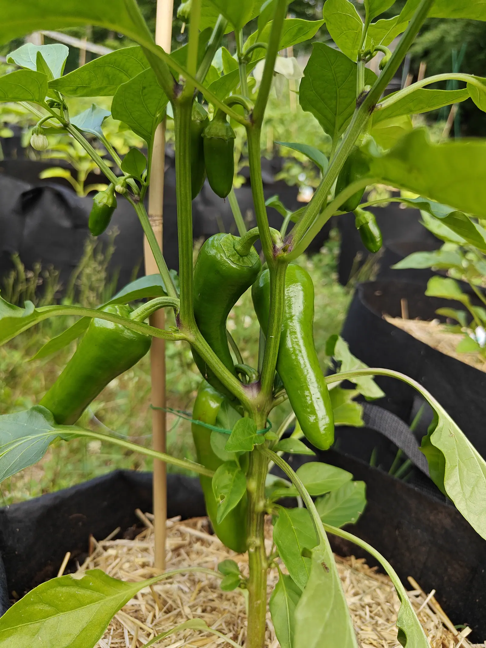Several long tapered green peppers hanging from a plant tied to a bamboo cane with green twine, straw mulch at its base and black fabric grow bags behind.
