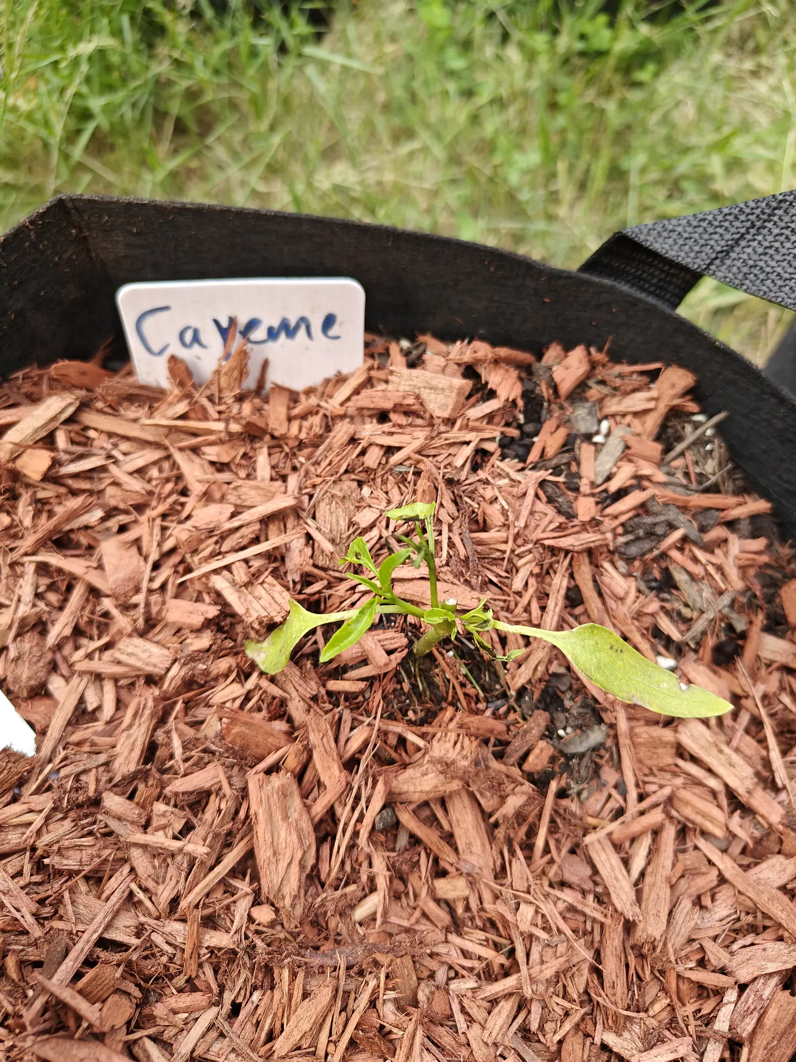 A tiny pepper seedling with a few narrow leaves in red-orange bark mulch inside a black fabric grow bag, a handwritten label leaning above it, grass beyond the rim.