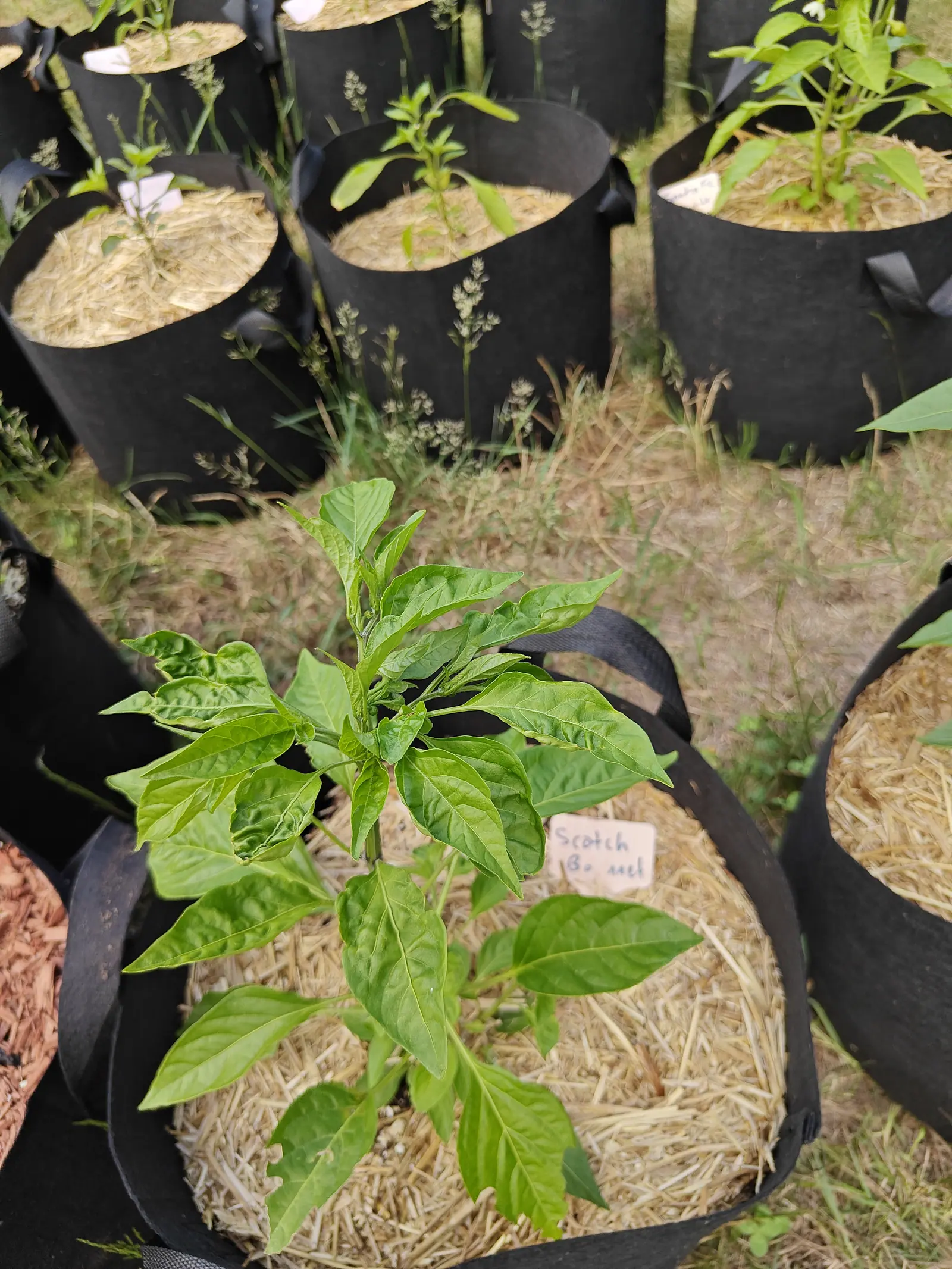 A pepper plant in a straw-mulched black fabric grow bag with a handwritten label at its foot, ranks of similar straw-topped bags and rough grass behind.