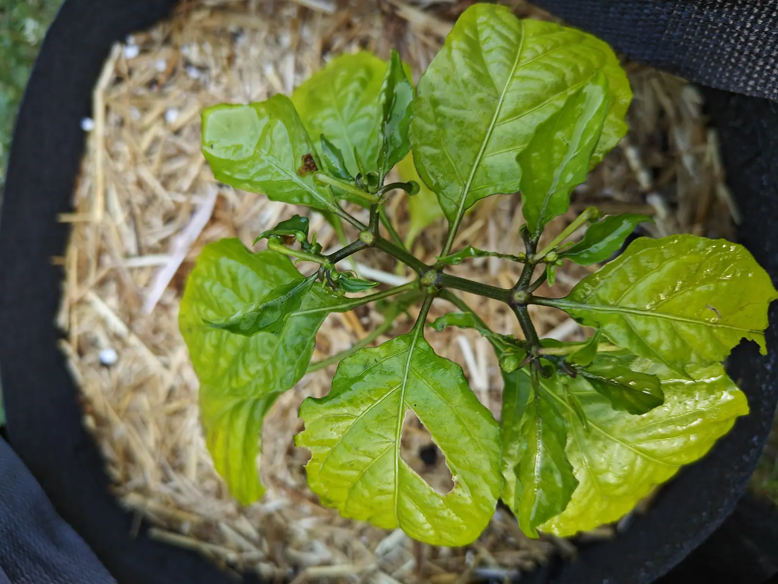 A pepper plant seen straight down in a straw-mulched black fabric grow bag, its yellow-green leaves holed and a cluster of small green buds at the centre.