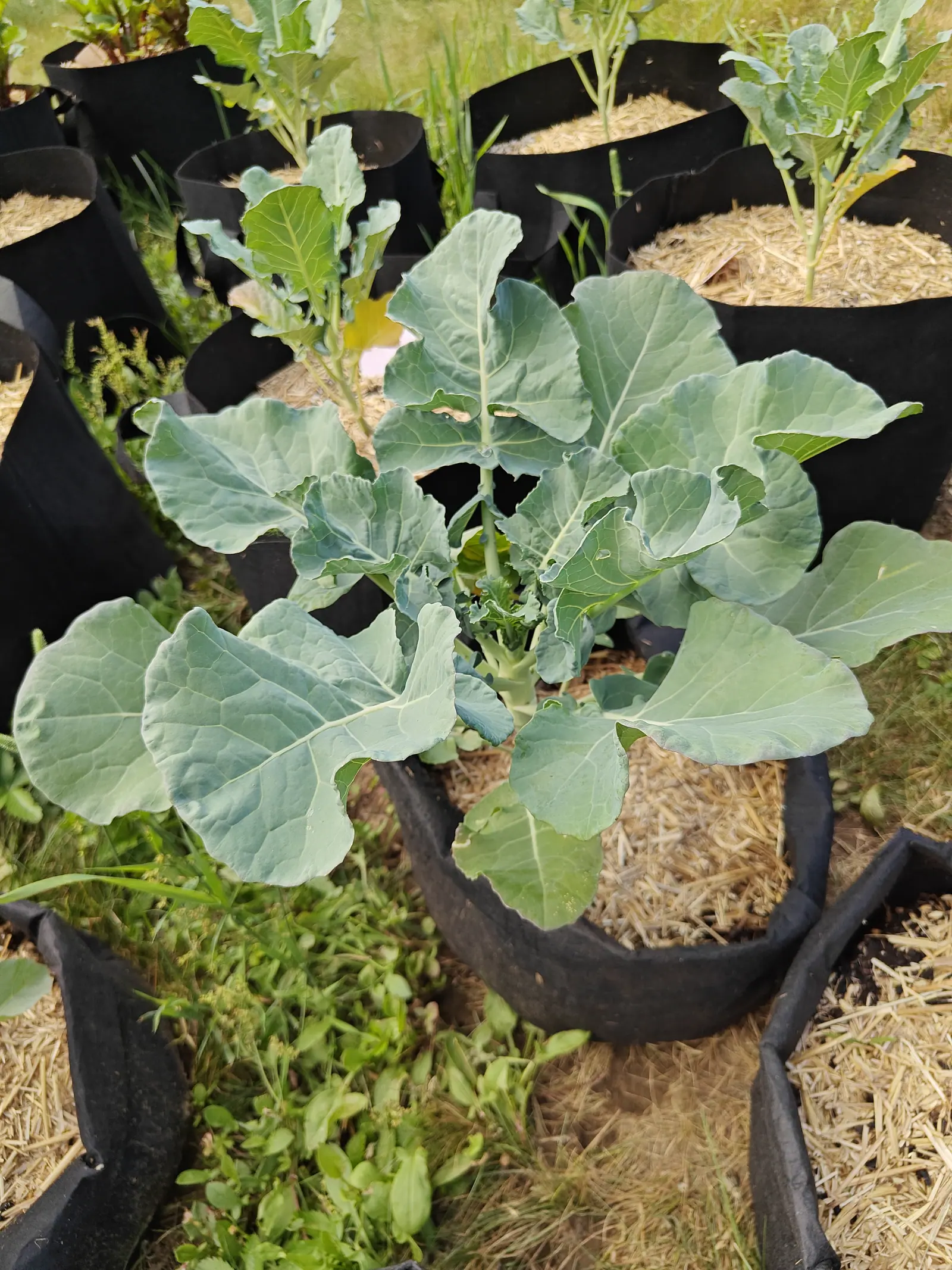 A broccoli plant with broad blue-grey leaves in a straw-mulched black fabric grow bag, a small tight head just forming at its crown, more broccoli in bags behind among weedy grass.