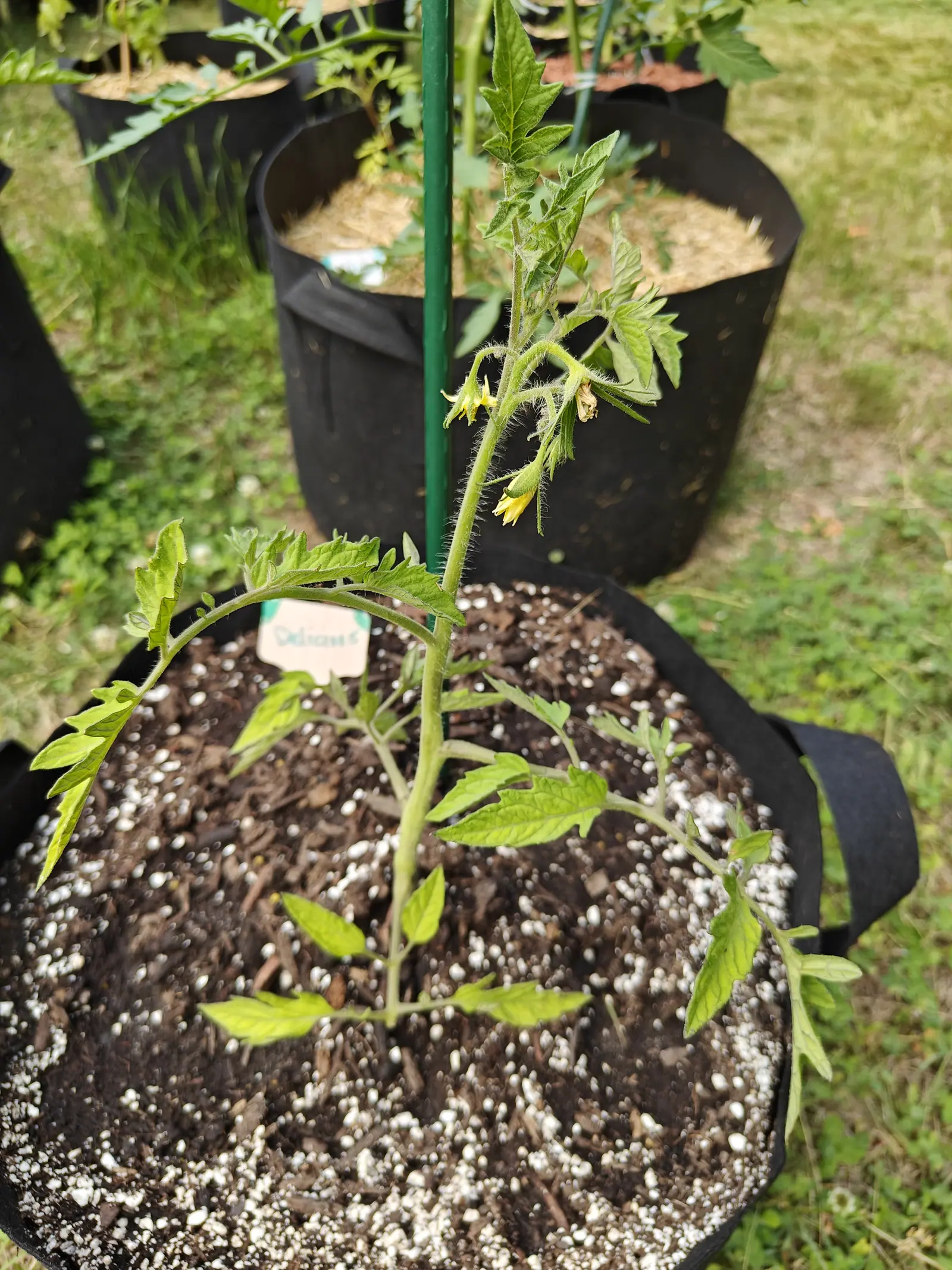 A tomato plant carrying a truss of yellow flowers, tied to a green metal stake in a black fabric grow bag of dark perlite-flecked compost, a handwritten label at the rim.