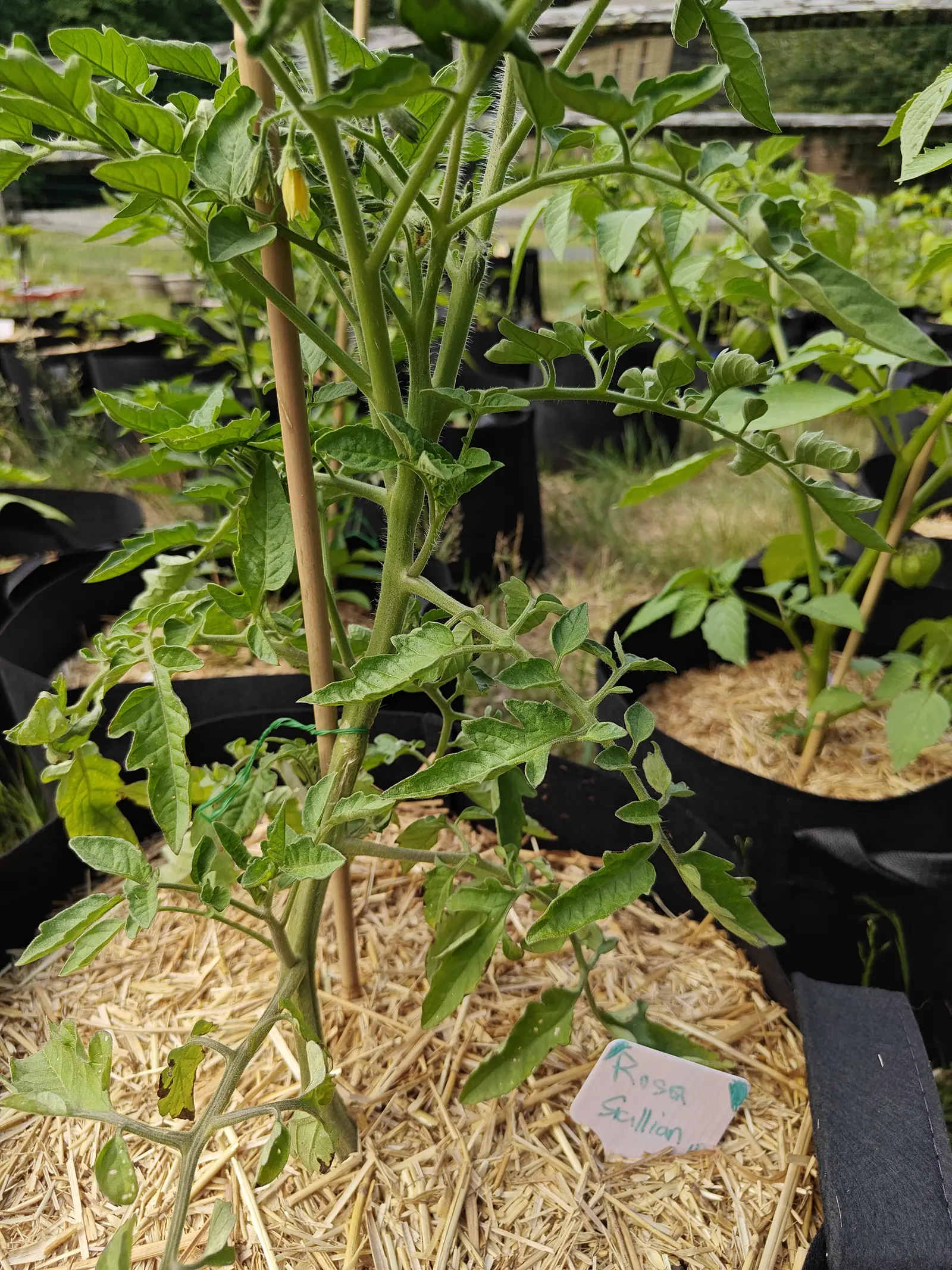 A tomato plant in yellow flower climbing bamboo canes out of a straw-mulched black fabric grow bag, a handwritten label below it, husk-bearing tomatillos in bags behind.