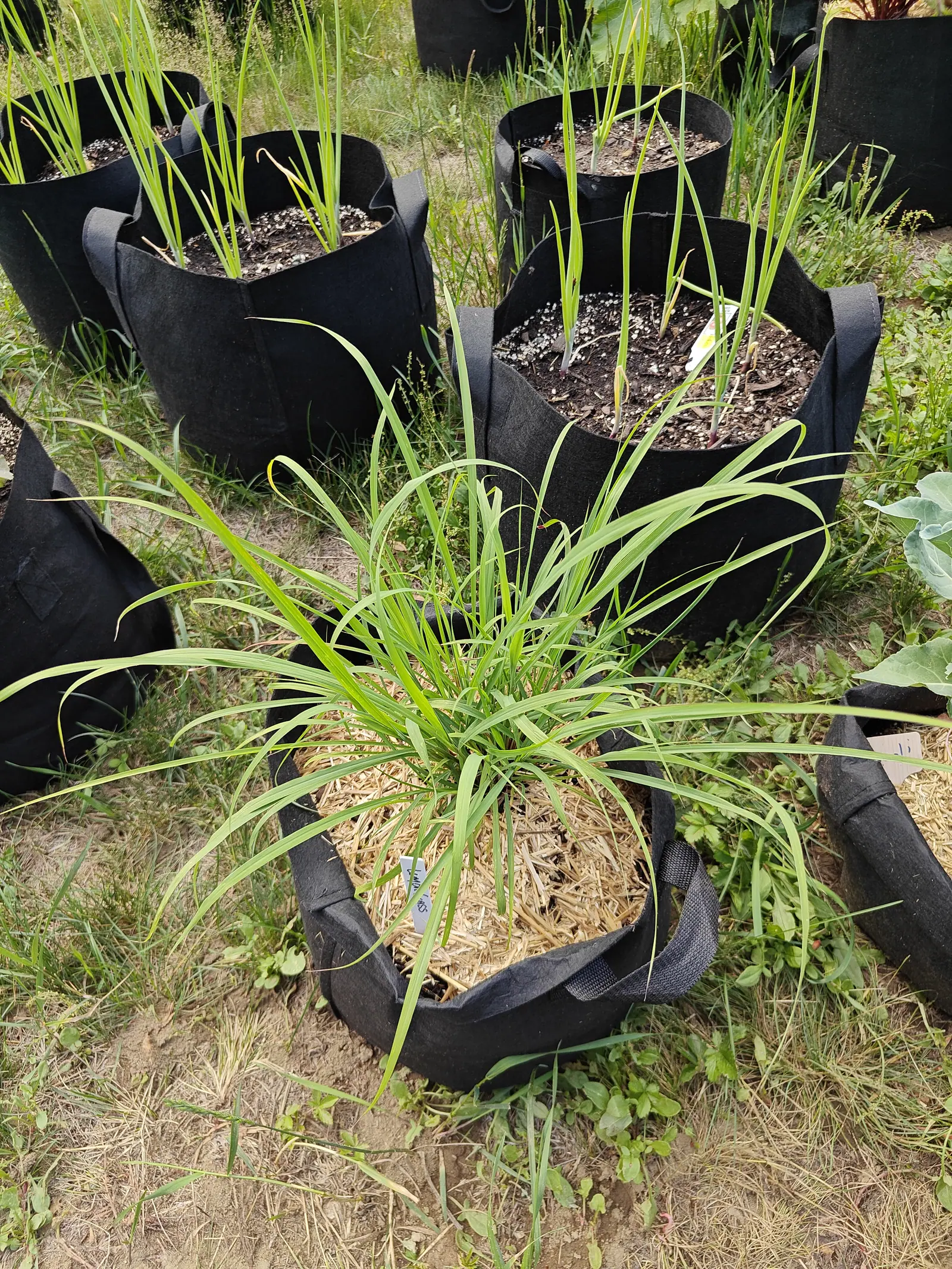 A lemongrass clump fountaining arching green blades from a straw-mulched black fabric grow bag, more bags of narrow upright leaves in dark gritty compost behind and a brassica at the right.