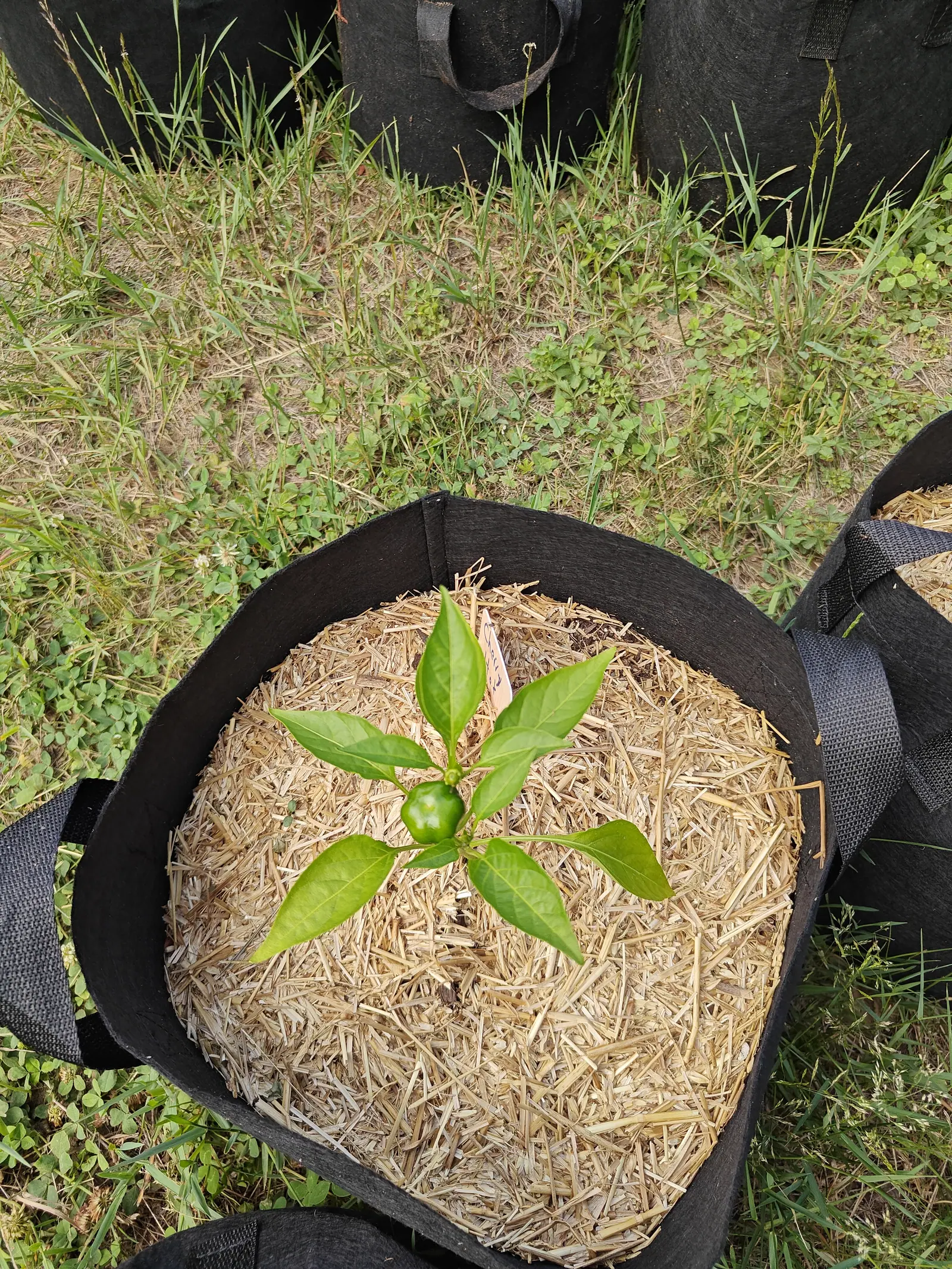 A small pepper plant with one green fruit at its crown seen from above in a straw-mulched black fabric grow bag, weedy grass and further bags around it.