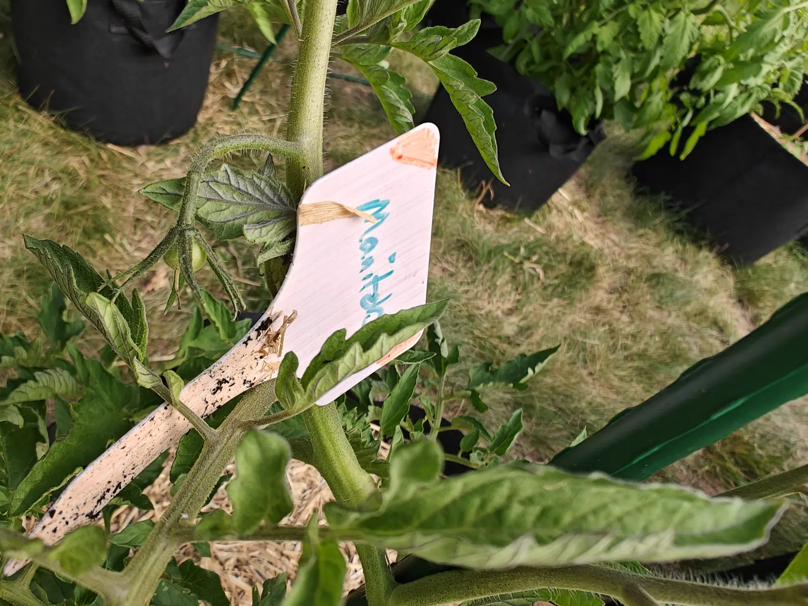 A handwritten label in blue ink hooked among the leaves of a tomato plant, a weathered stake crossing in front, dry grass and black grow bags behind.