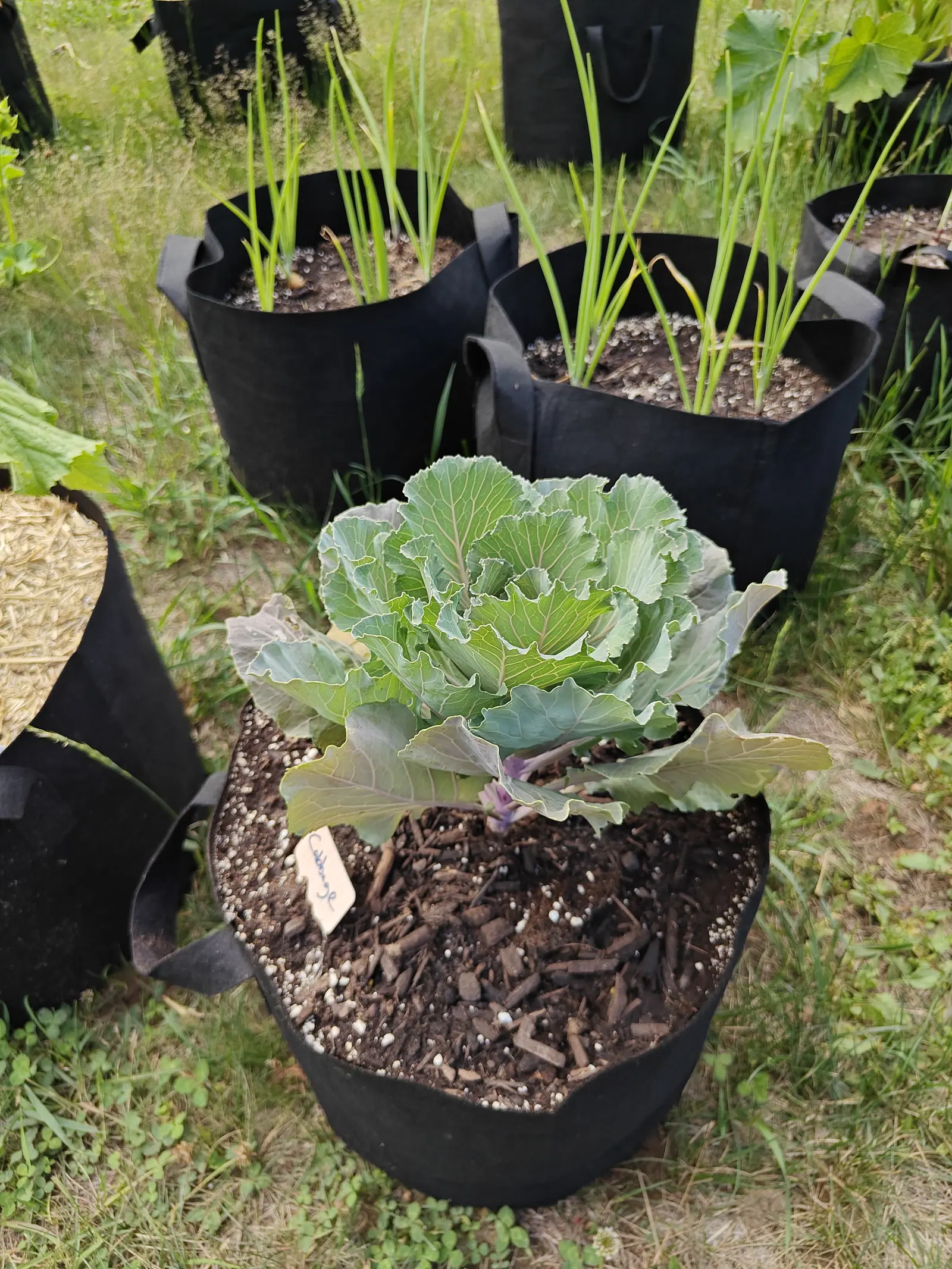 A cabbage with ruffled blue-grey leaves in a black fabric grow bag topped with dark bark and perlite, a small handwritten label at the left rim, bags of grassy onion tops behind.
