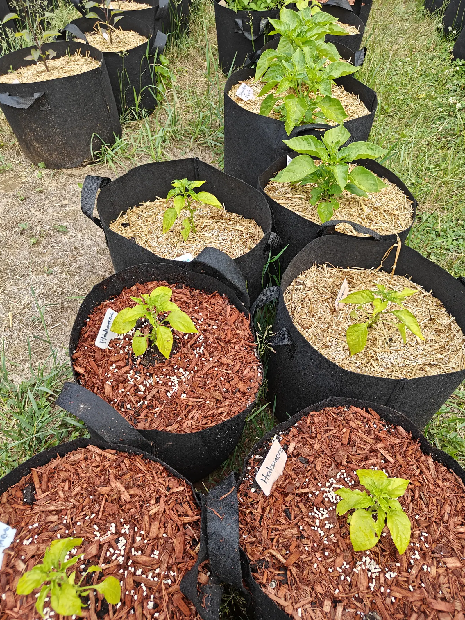 Black fabric grow bags in rows, the nearest mulched with red-orange bark and holding small yellow-green pepper seedlings with handwritten labels, the ones behind straw-topped with taller peppers.