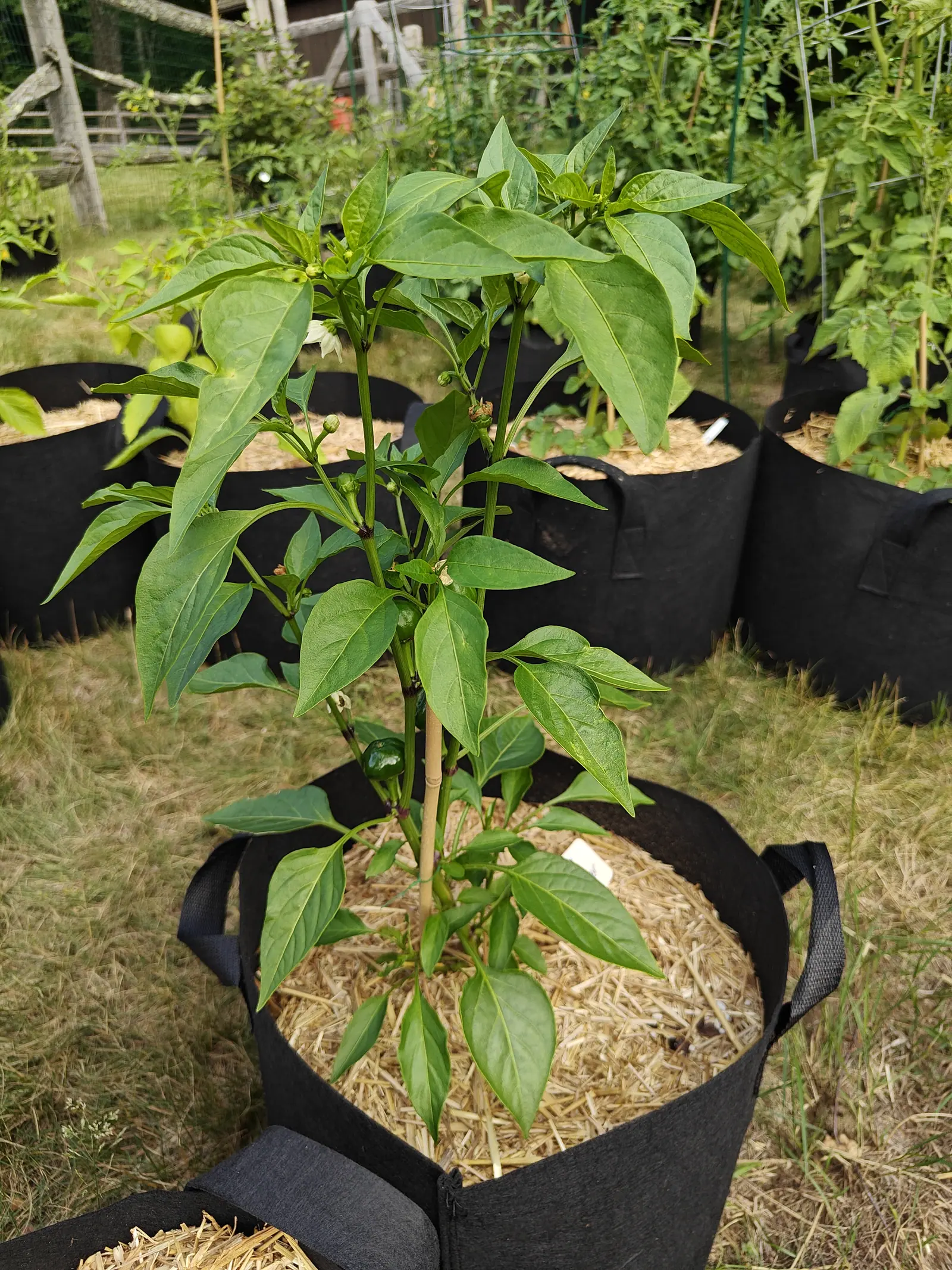 A pepper plant carrying many small green fruits on a bamboo cane in a straw-mulched black fabric grow bag, more bags behind and a split-rail fence with shrubs at the top of the slope.