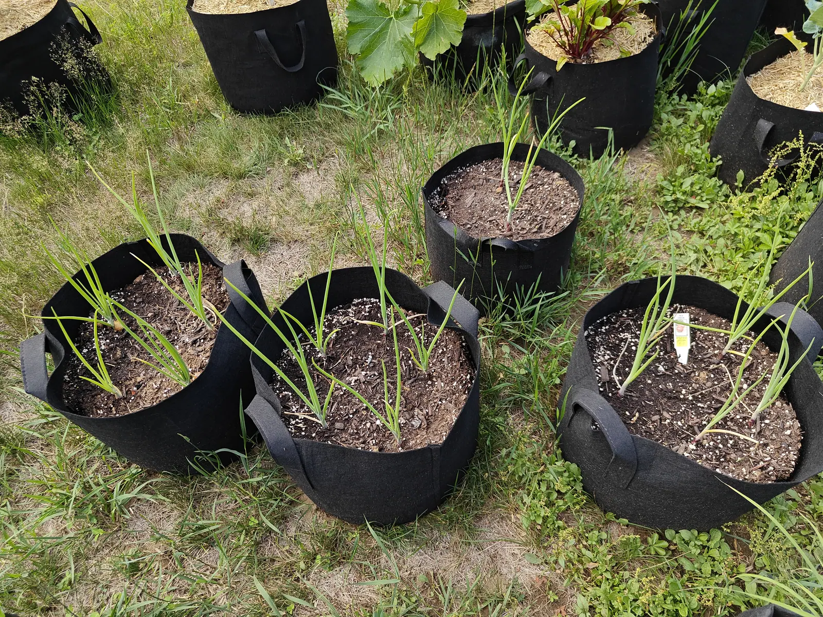 Black fabric grow bags on rough grass, each holding a few slim upright onion leaves in dark compost flecked with perlite, one with a small yellow label, weeds pushing up between them.