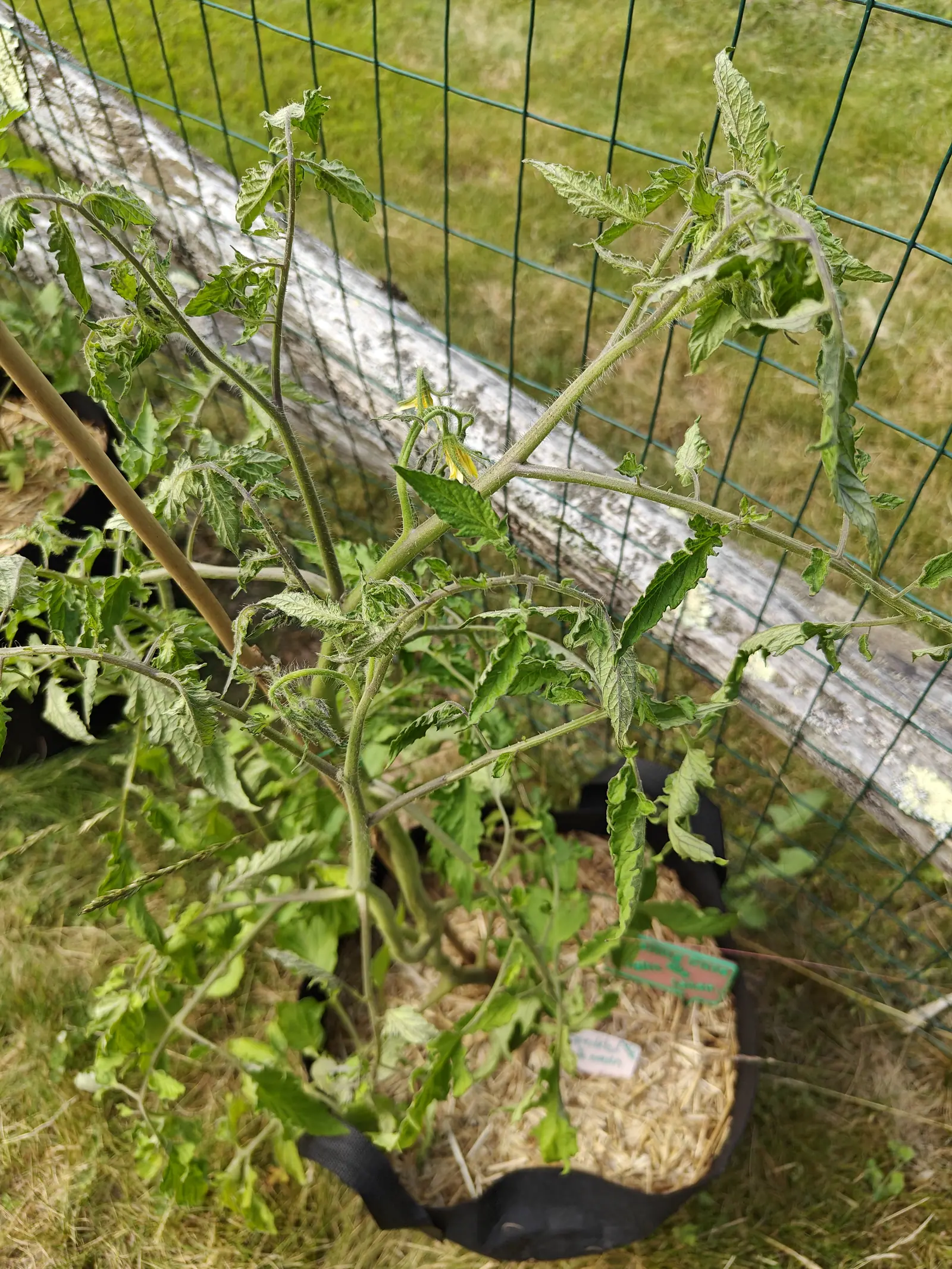 A leggy tomato plant sprawling out of a straw-mulched black fabric grow bag against a split-rail fence and black wire mesh, its leaves narrow, curled and twisted, a bamboo cane leaning through it.