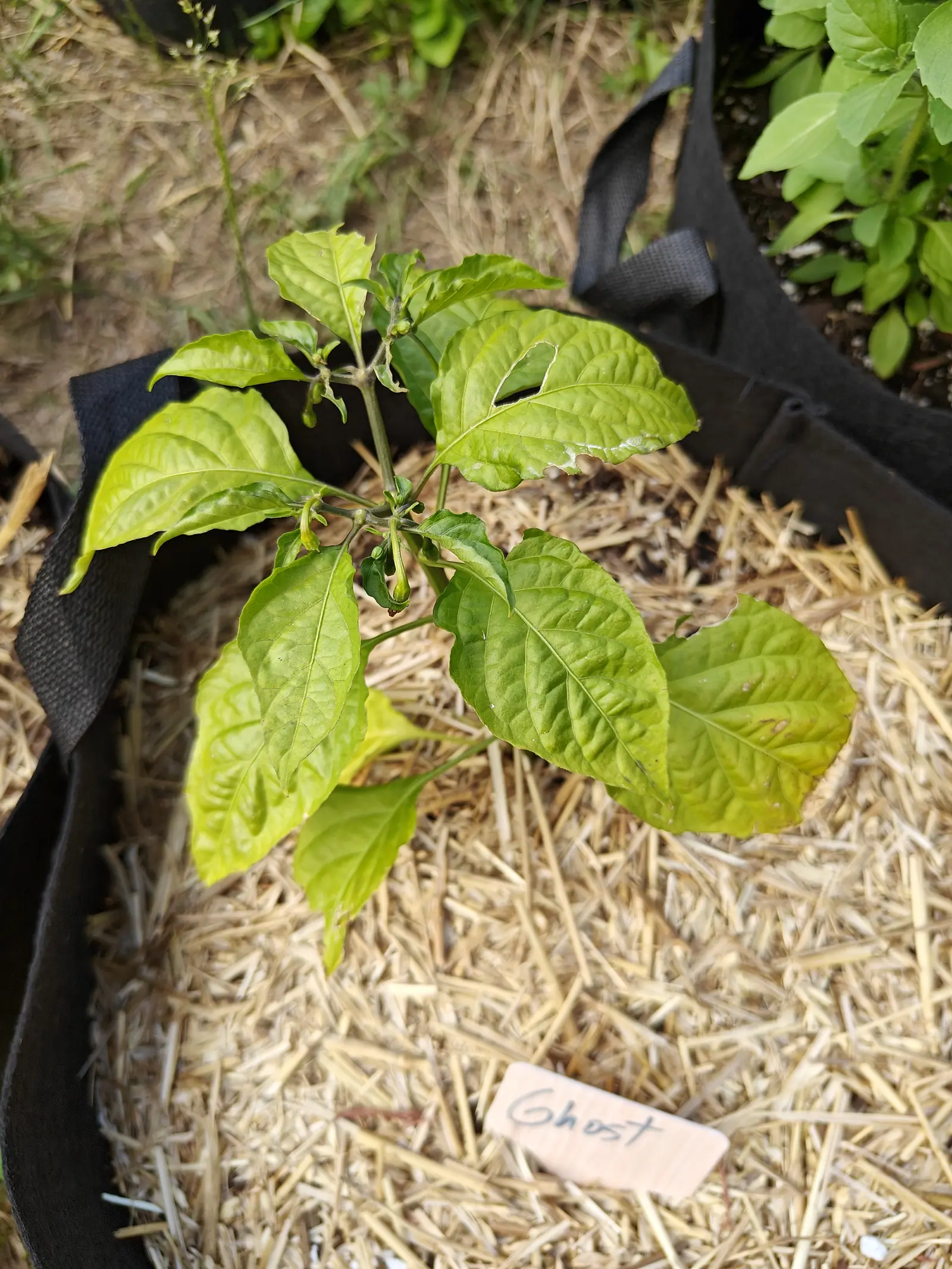 A pepper plant with glossy yellow-green leaves in a straw-mulched black fabric grow bag, a handwritten label in the straw and a darker-leaved plant in the bag behind.