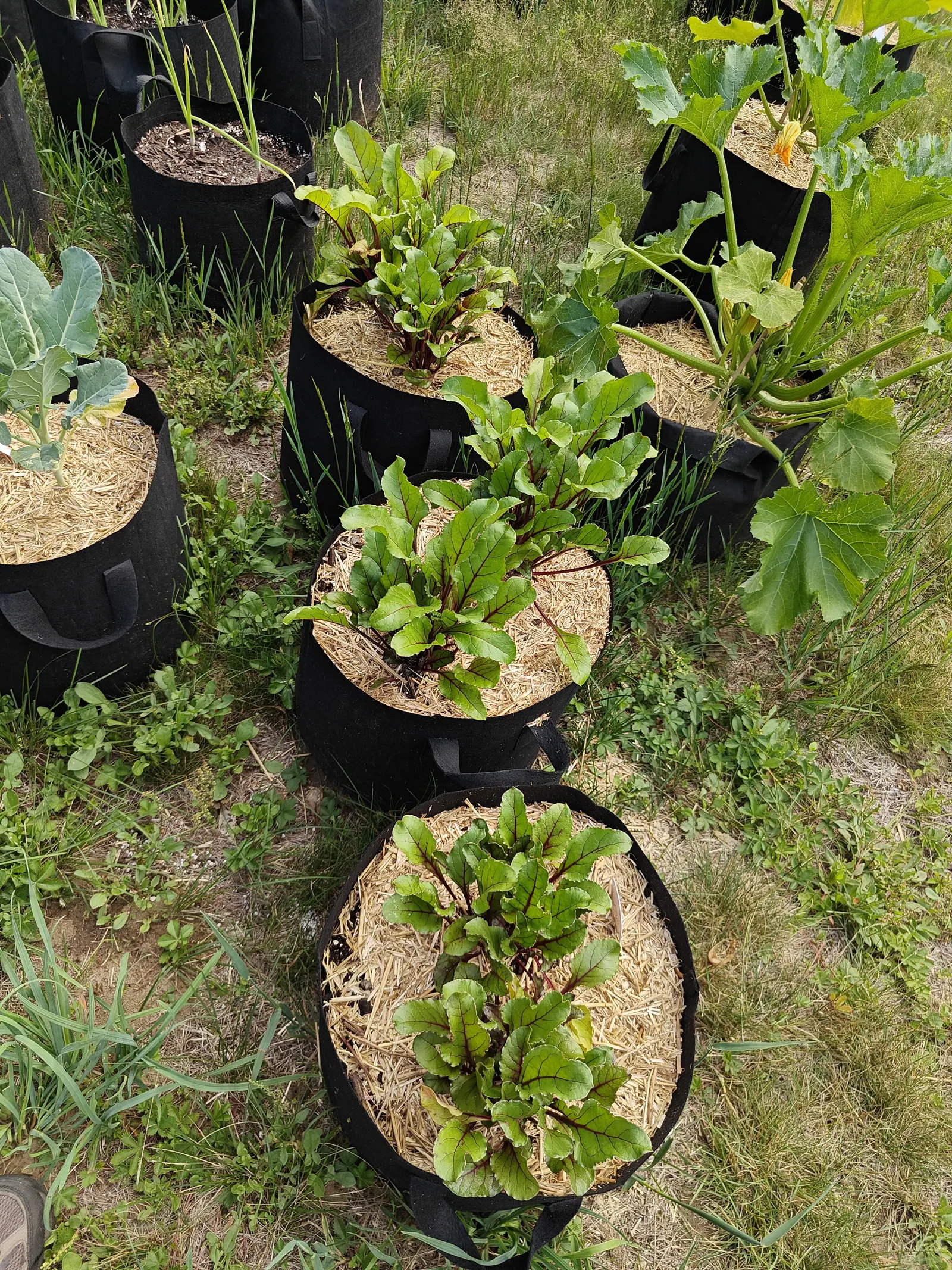 Beet plants in straw-mulched black fabric grow bags, their red-stemmed green leaves in loose rosettes, a zucchini sprawling from a bag at the right and weedy grass between them.