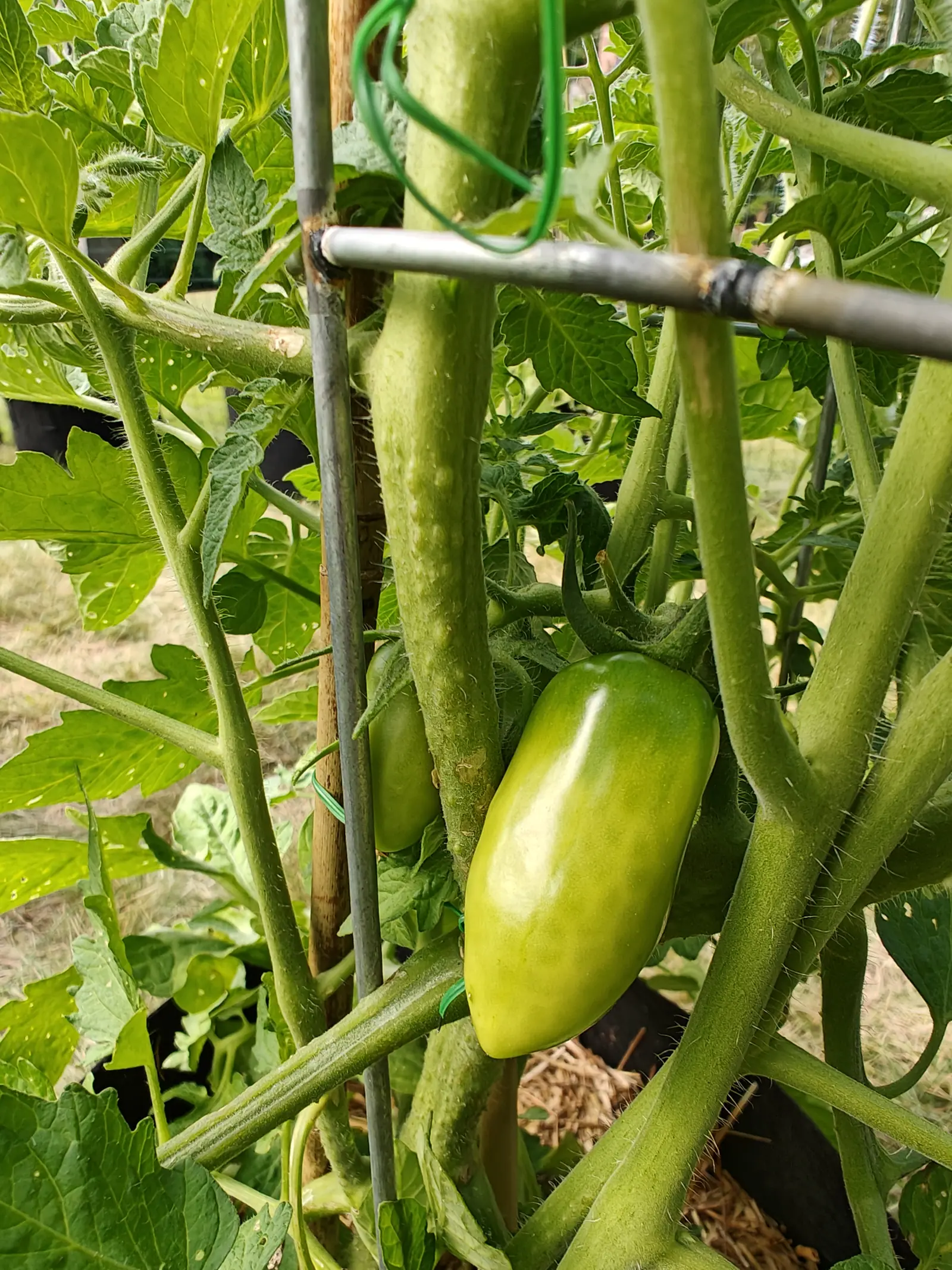 A long green paste tomato and a second behind it hanging from a hairy stem tied to a metal stake with green twine, foliage crowding around and straw mulch below.