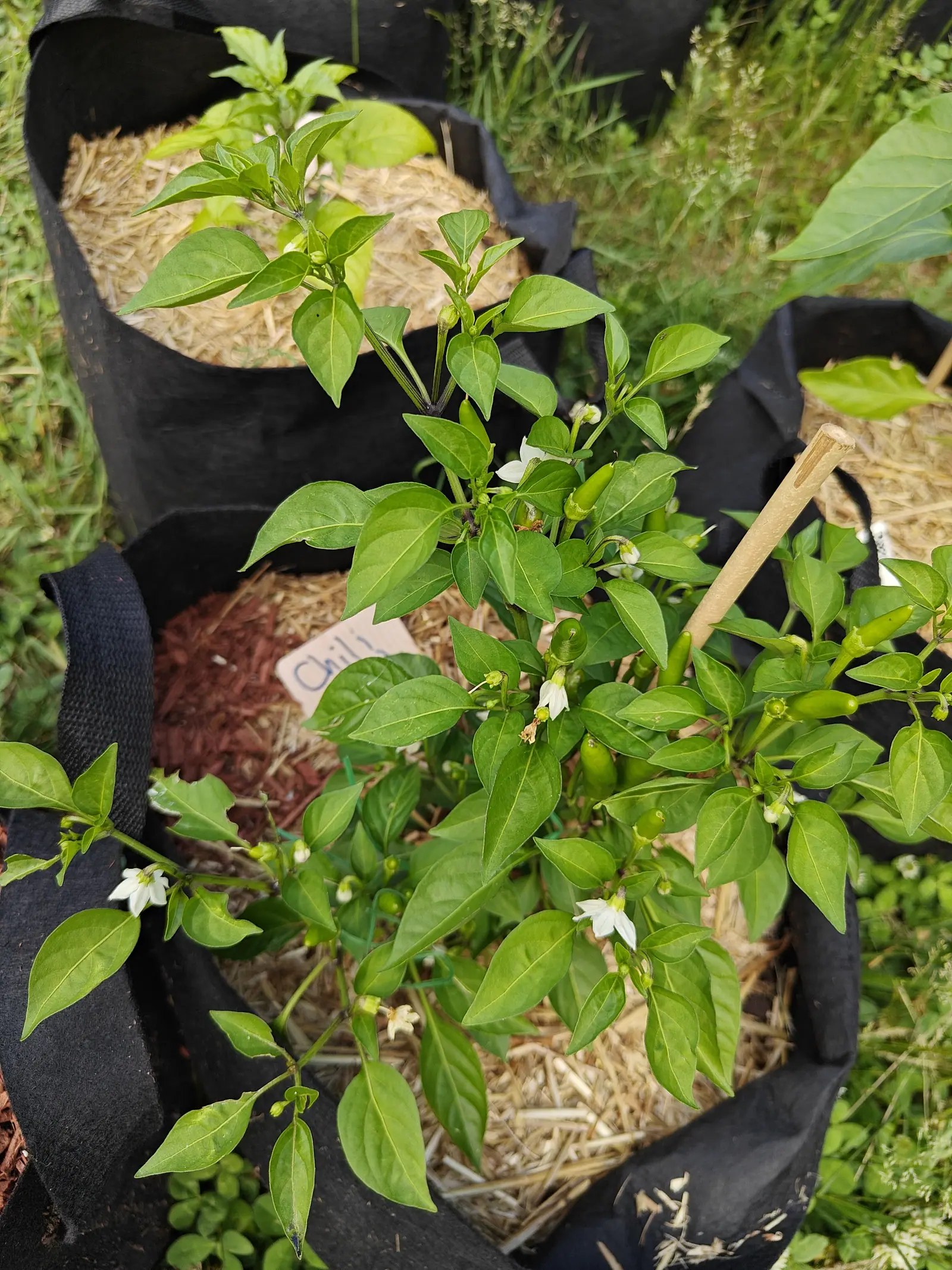 A pepper plant seen from above in a straw-mulched black fabric grow bag, white flowers and a few small green fruits among its leaves, a bamboo cane and a handwritten label beside it.