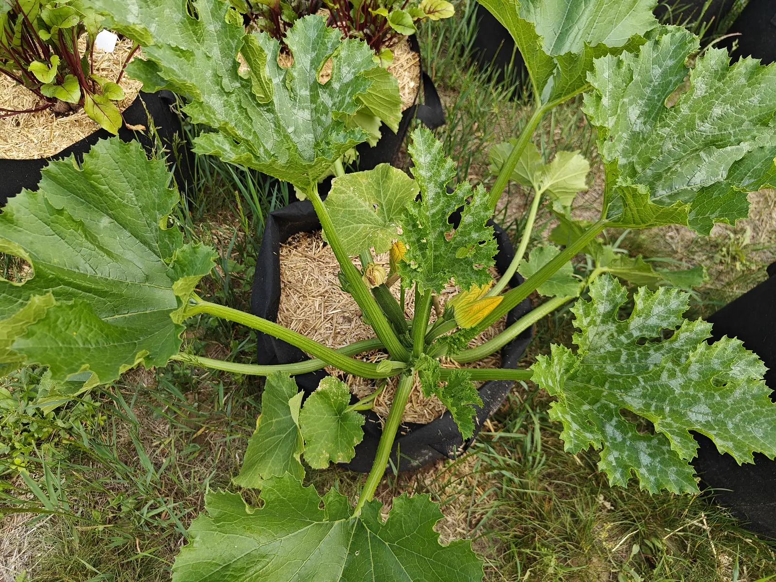 A zucchini plant seen from above in a straw-mulched black fabric grow bag, thick pale ribbed stems and large mottled lobed leaves around a yellow flower at the crown, red-stemmed leaves in a bag behind.