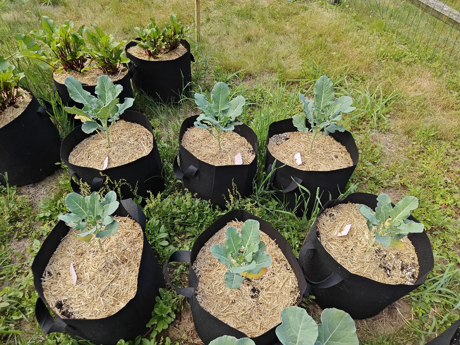 A cluster of black fabric grow bags on rough grass, each holding a young broccoli with broad blue-grey leaves in straw mulch and a small white label, red-stemmed leaves in the bags behind.