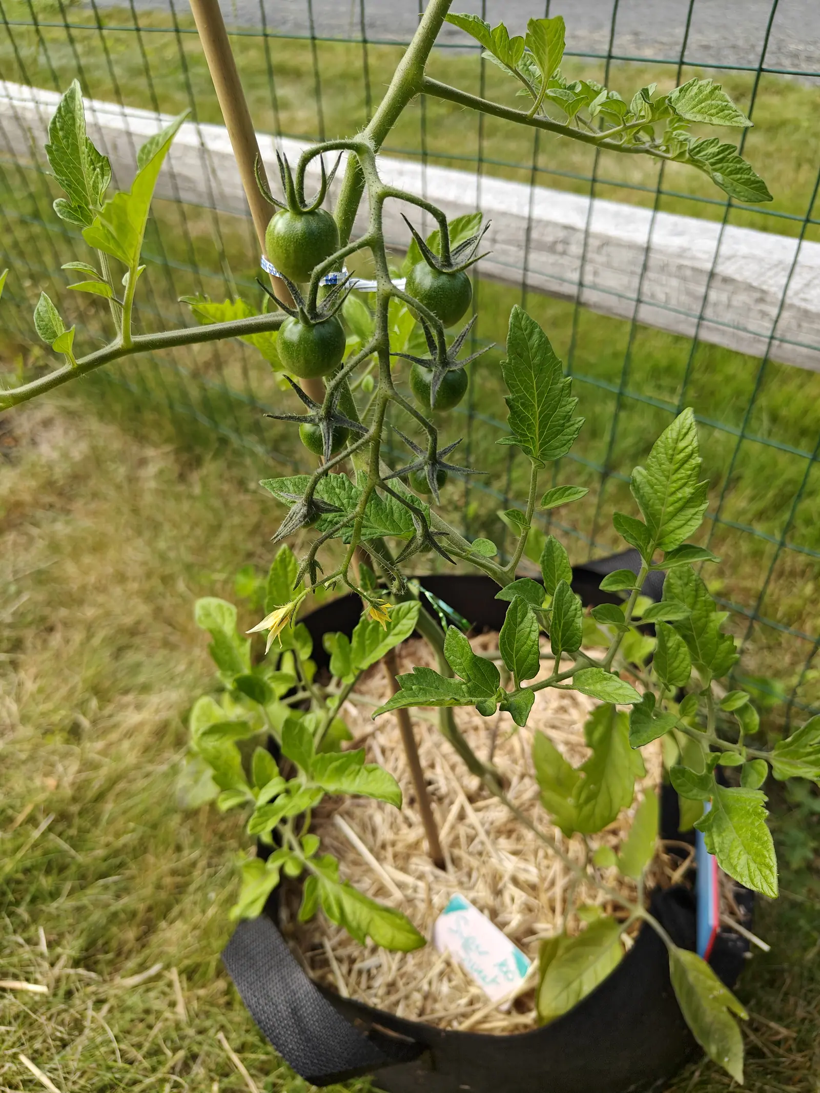 A cherry tomato plant with two trusses of small green fruit and a yellow flower, tied to a bamboo cane in a straw-mulched black fabric grow bag, black wire fencing and a white rail behind.