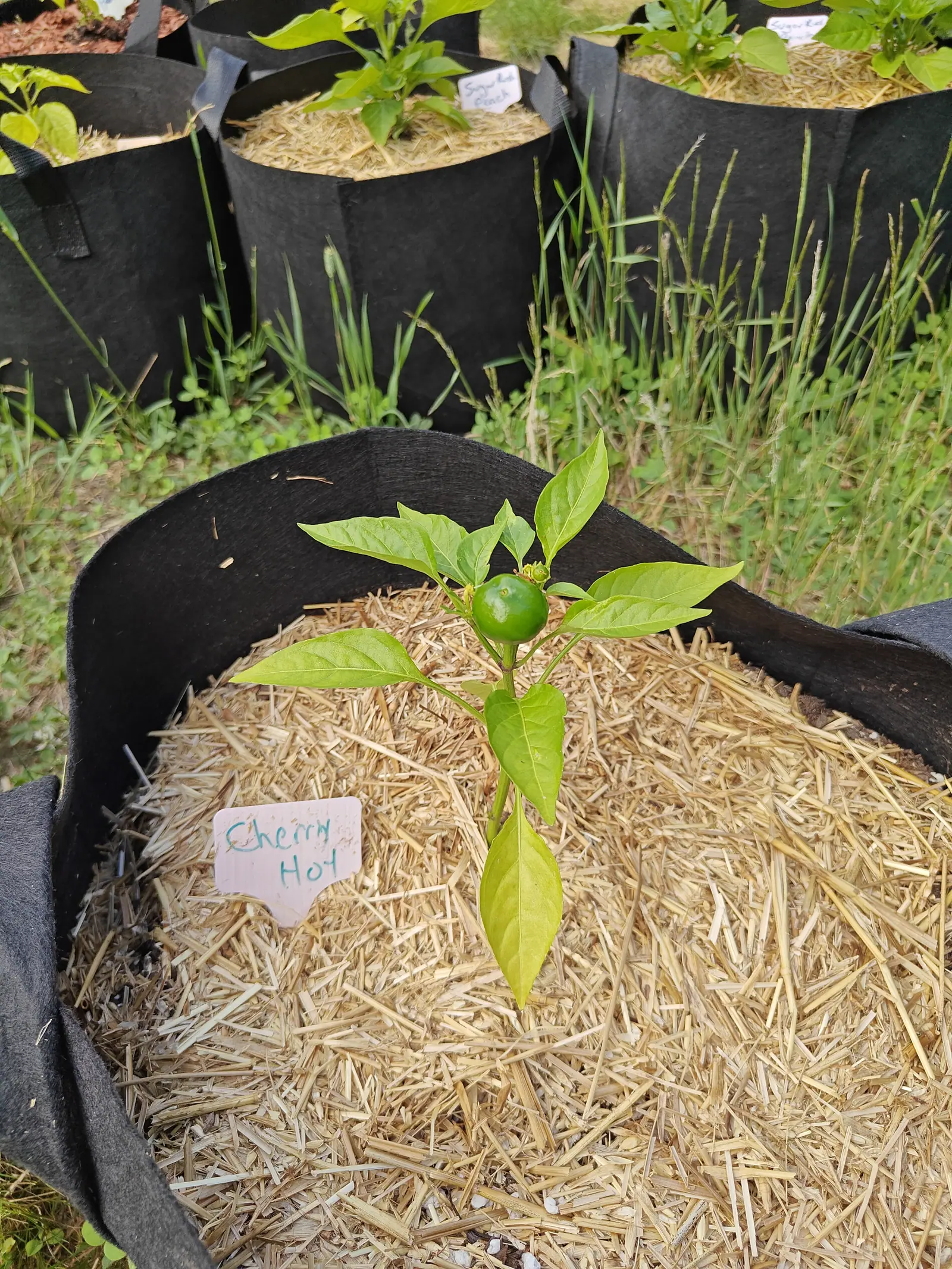 A small pepper plant with a single round green fruit at its crown in a straw-mulched black fabric grow bag, a handwritten label beside it and more bags in tall grass behind.