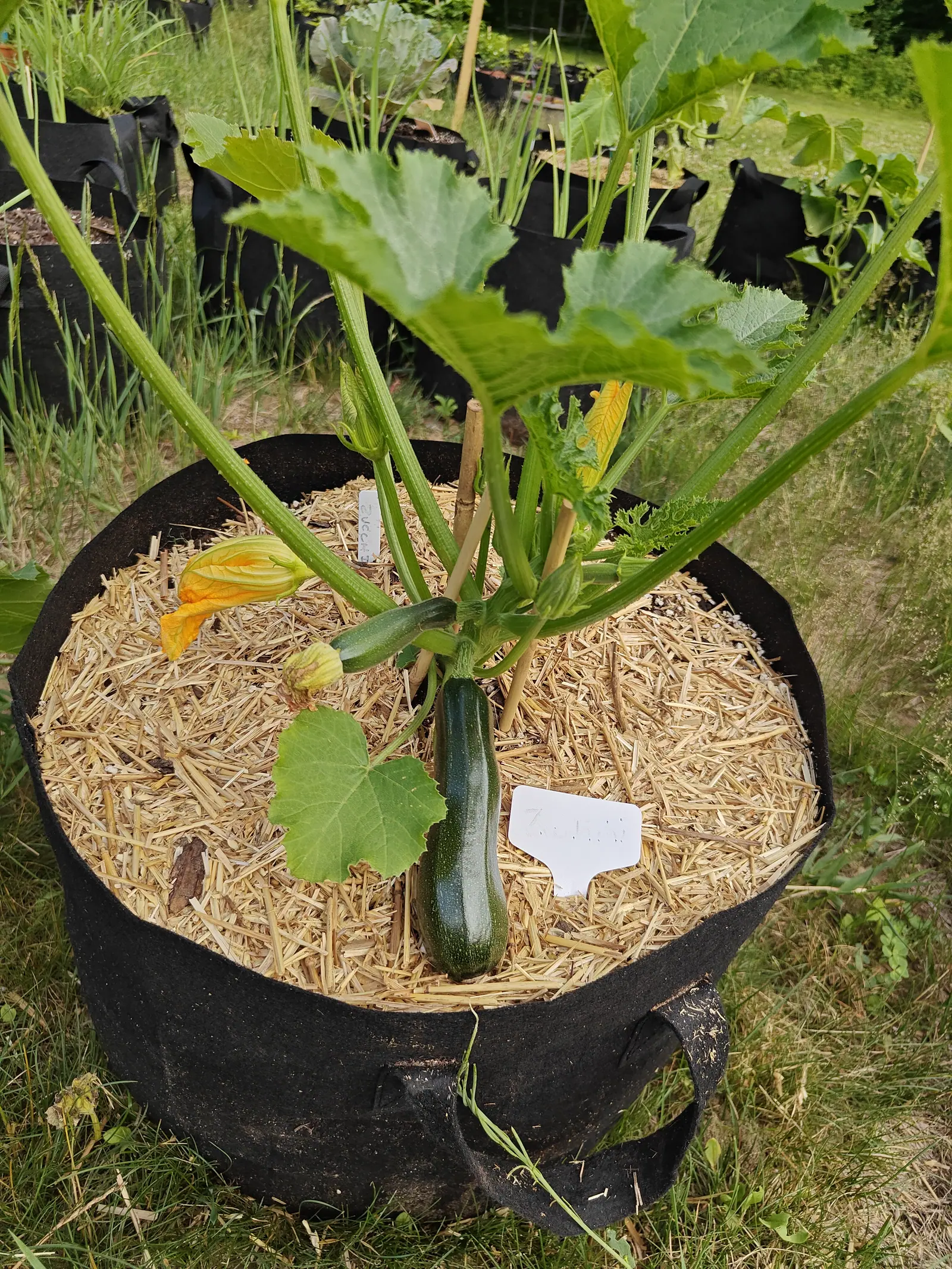 A dark green zucchini standing upright at the crown of its plant in a straw-mulched black fabric grow bag, an orange-yellow flower beside it, a white label in the straw and grass beyond.